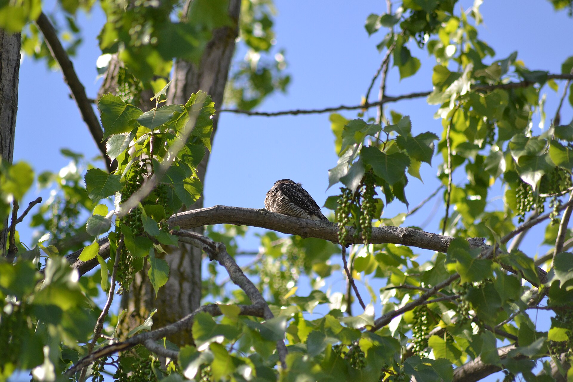 Common Nighthawk (Chordeiles minor)