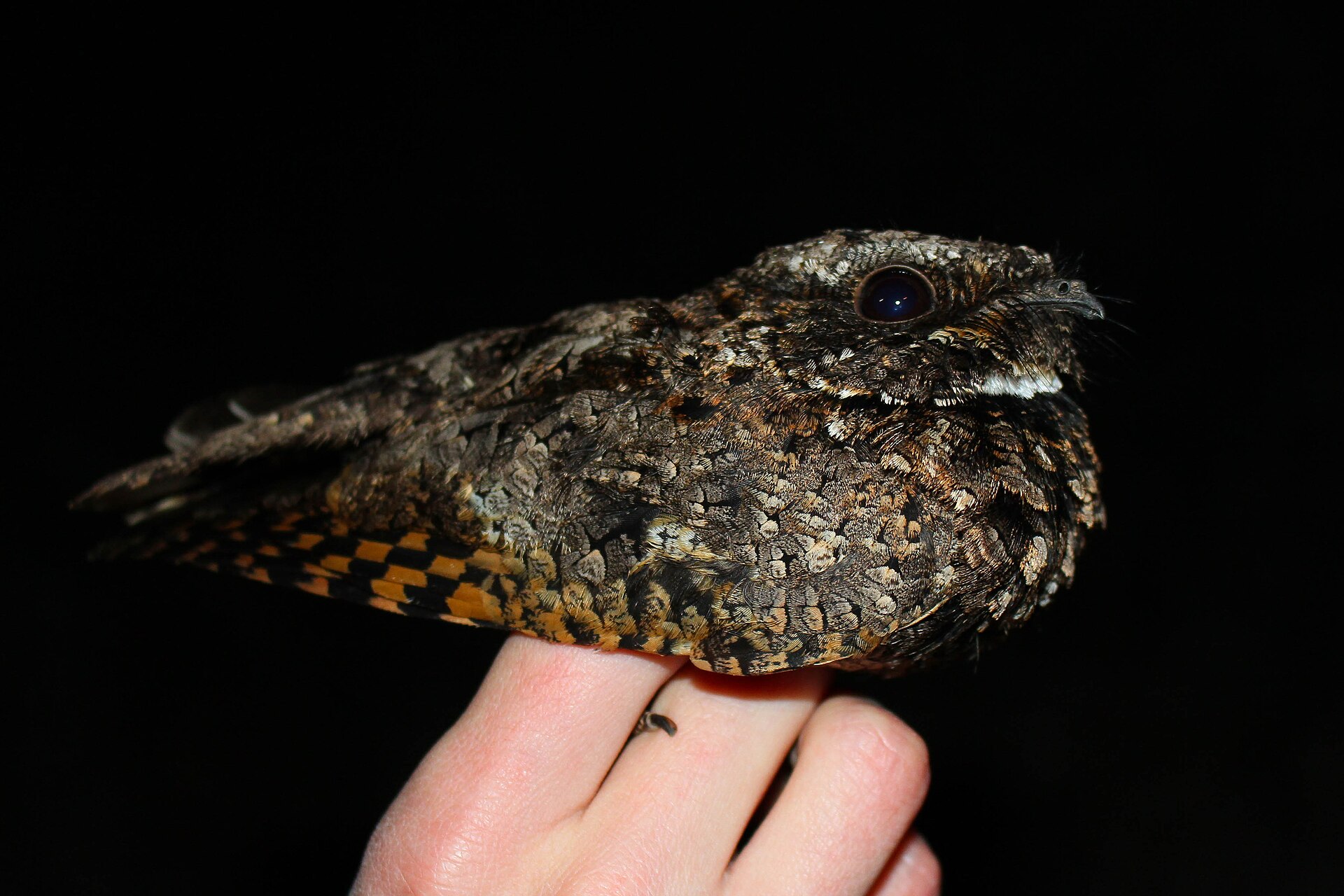 Common Poorwill (Phalaenoptilus nuttallii)