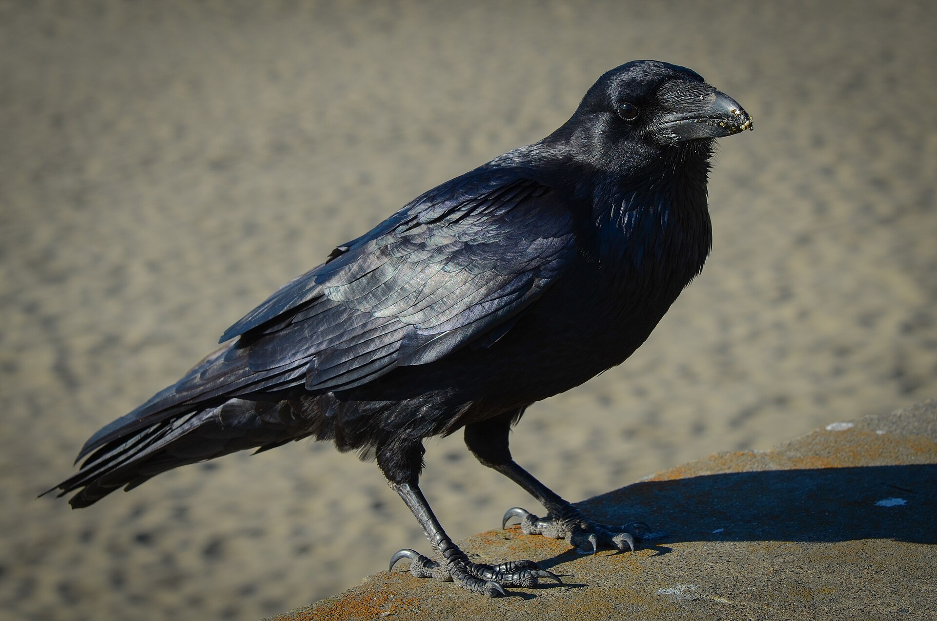 Common Raven (Corvus corax)
