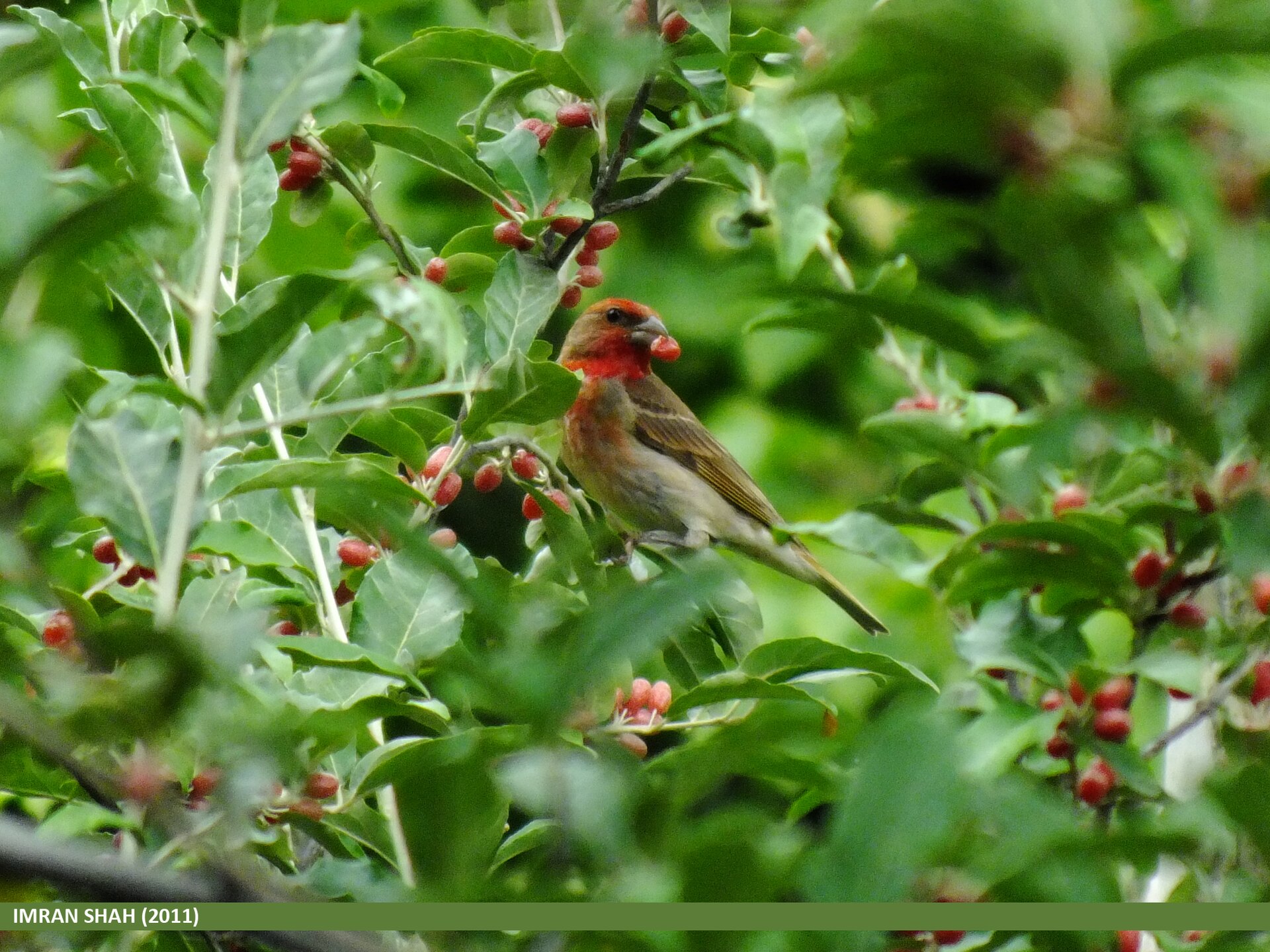 Common Rosefinch Common Rosefinch ()