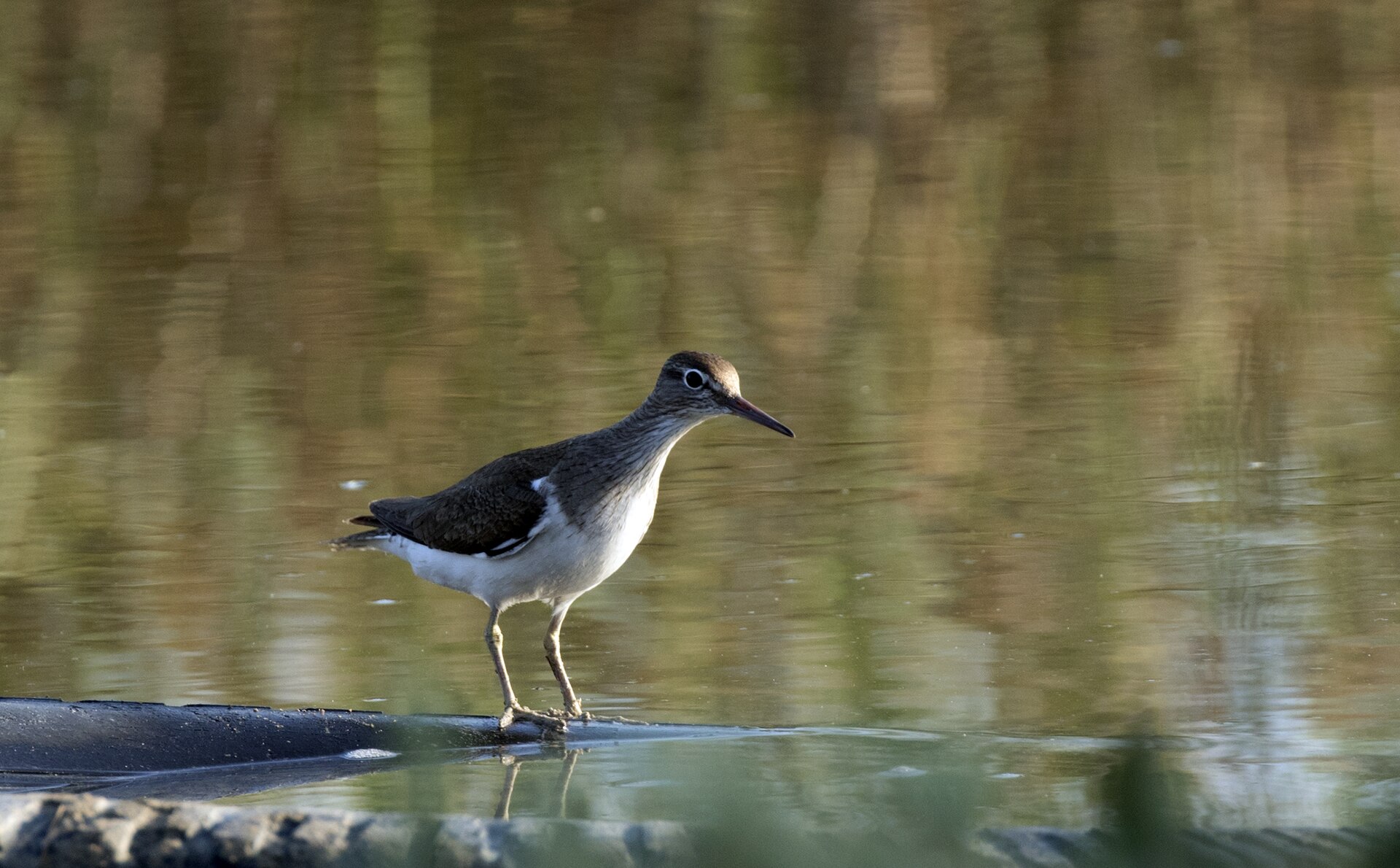 Common Sandpiper Common Sandpiper (Actitis hypoleucos)