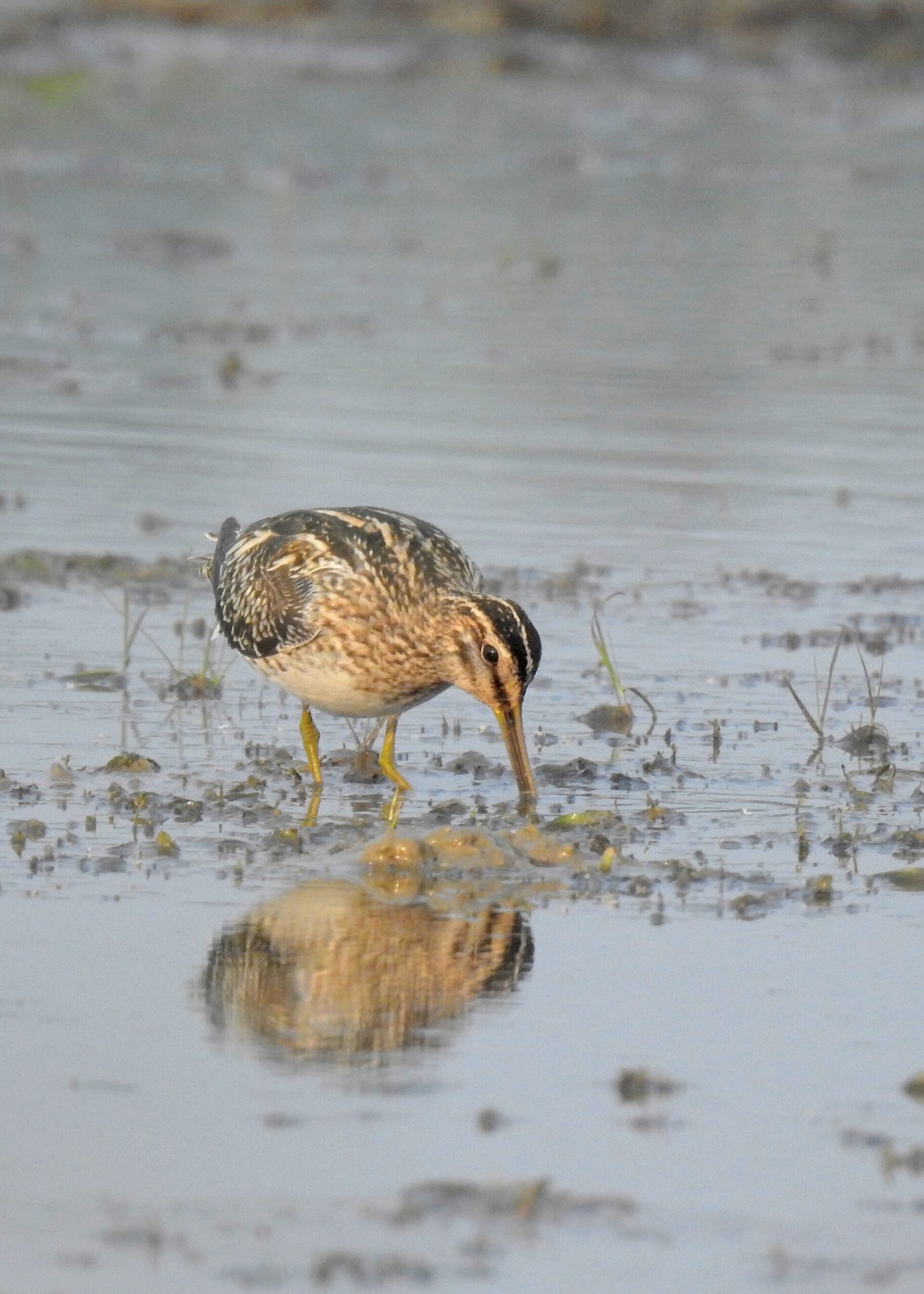 Common Snipe Common Snipe (Gallinago gallinago)