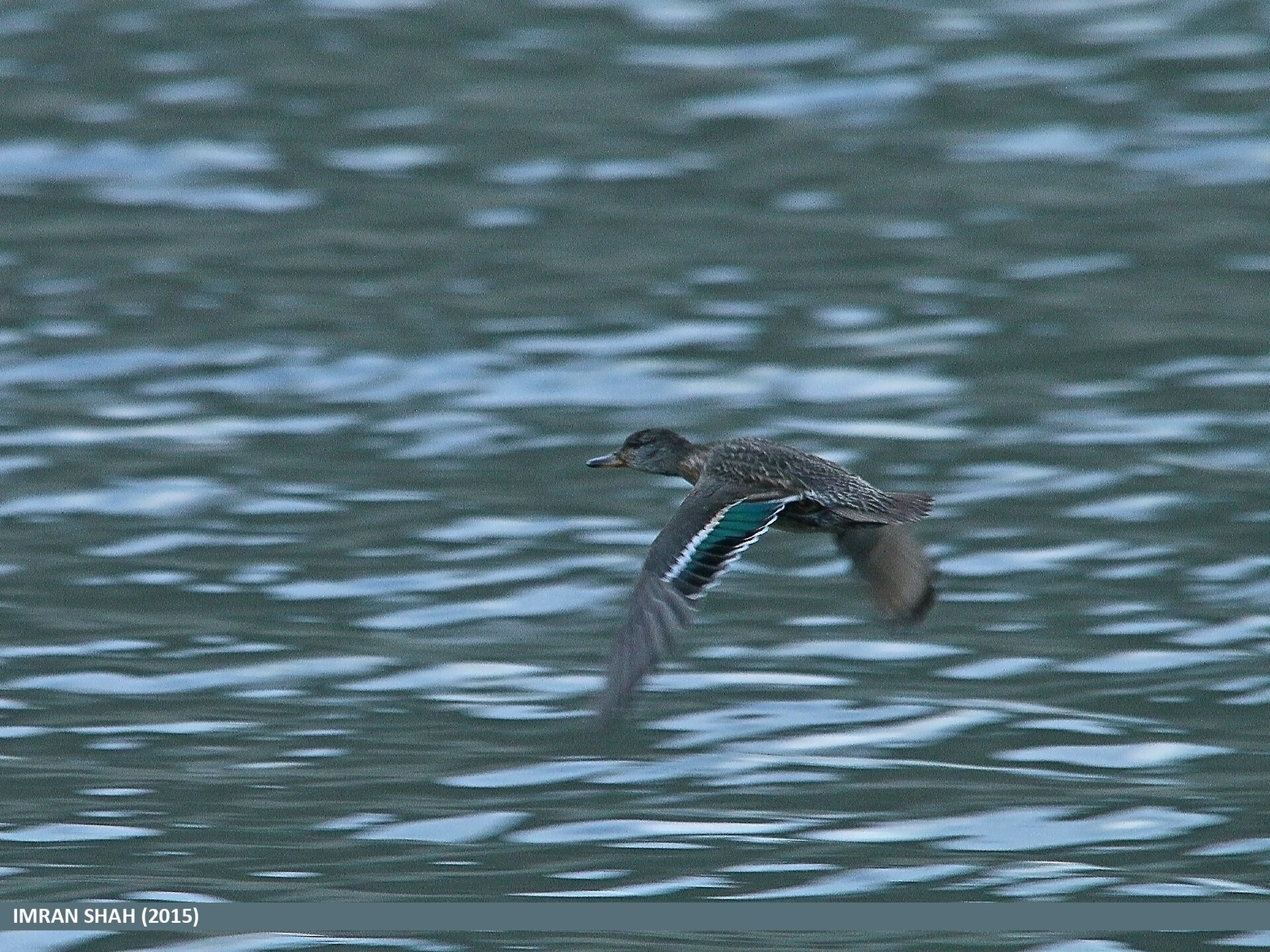 Common Teal (Anas crecca)