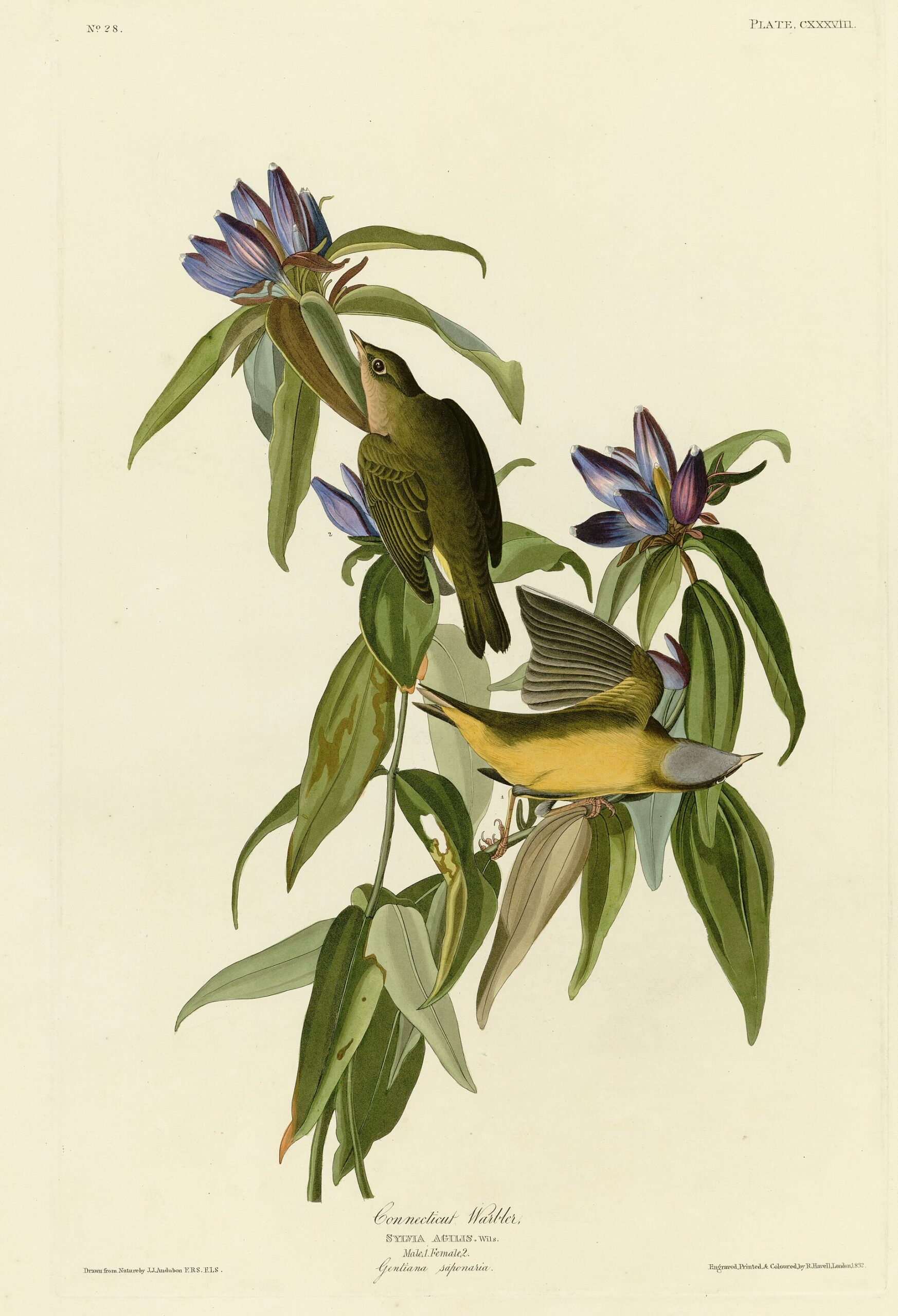 Connecticut Warbler ()