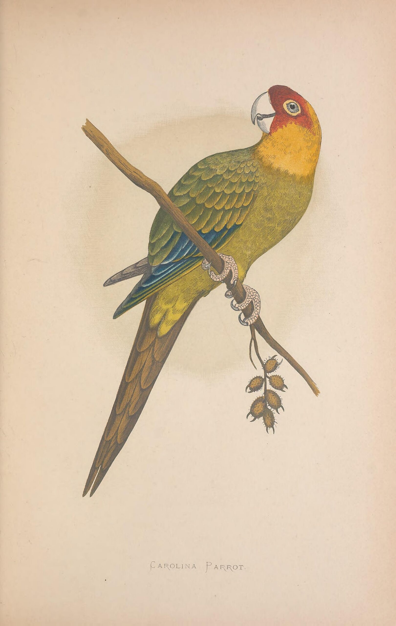 Conure Parrot ()