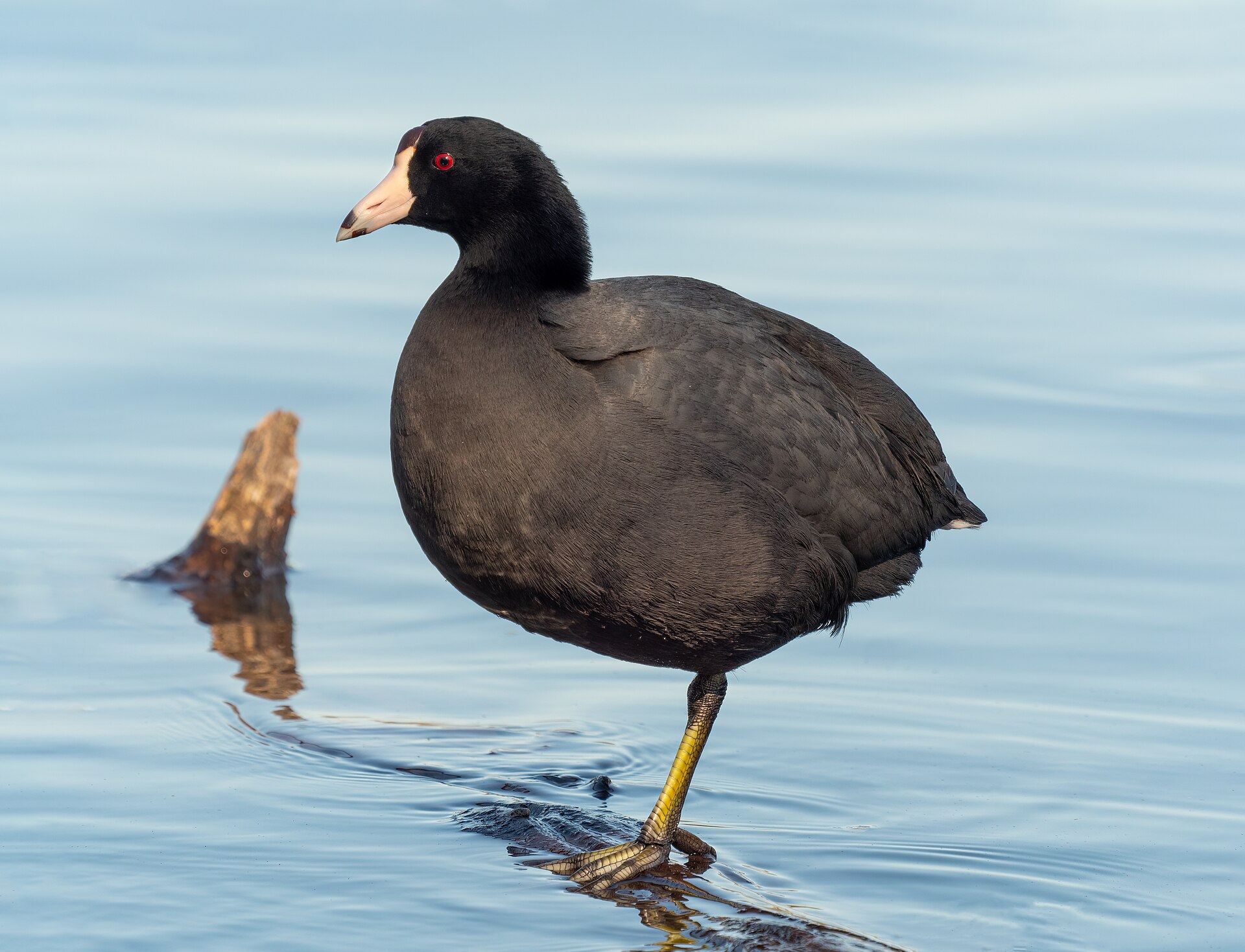 Coot (Fulica atra)