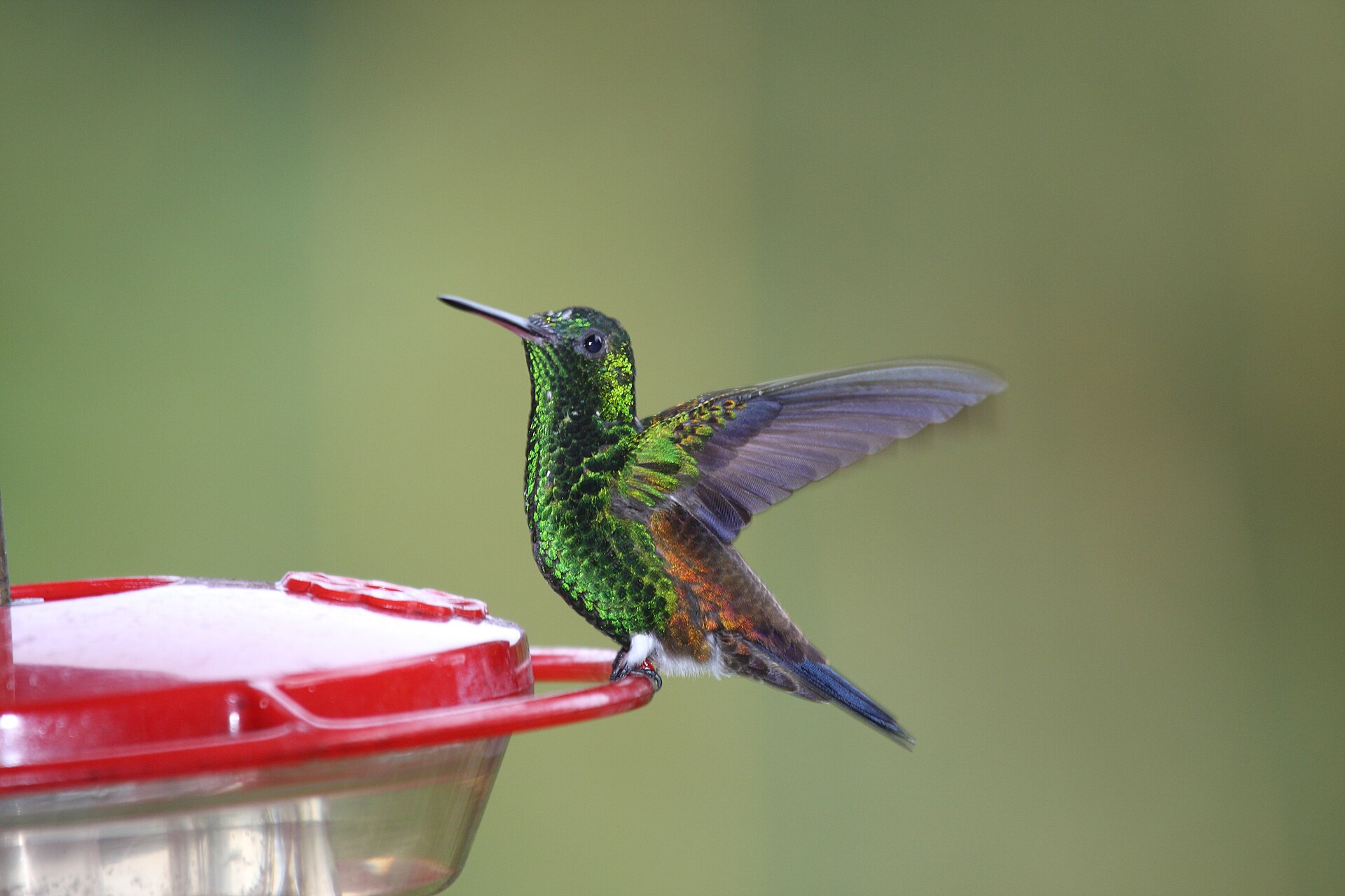 Copper-rumped Hummingbird (Amazilia tobaci)