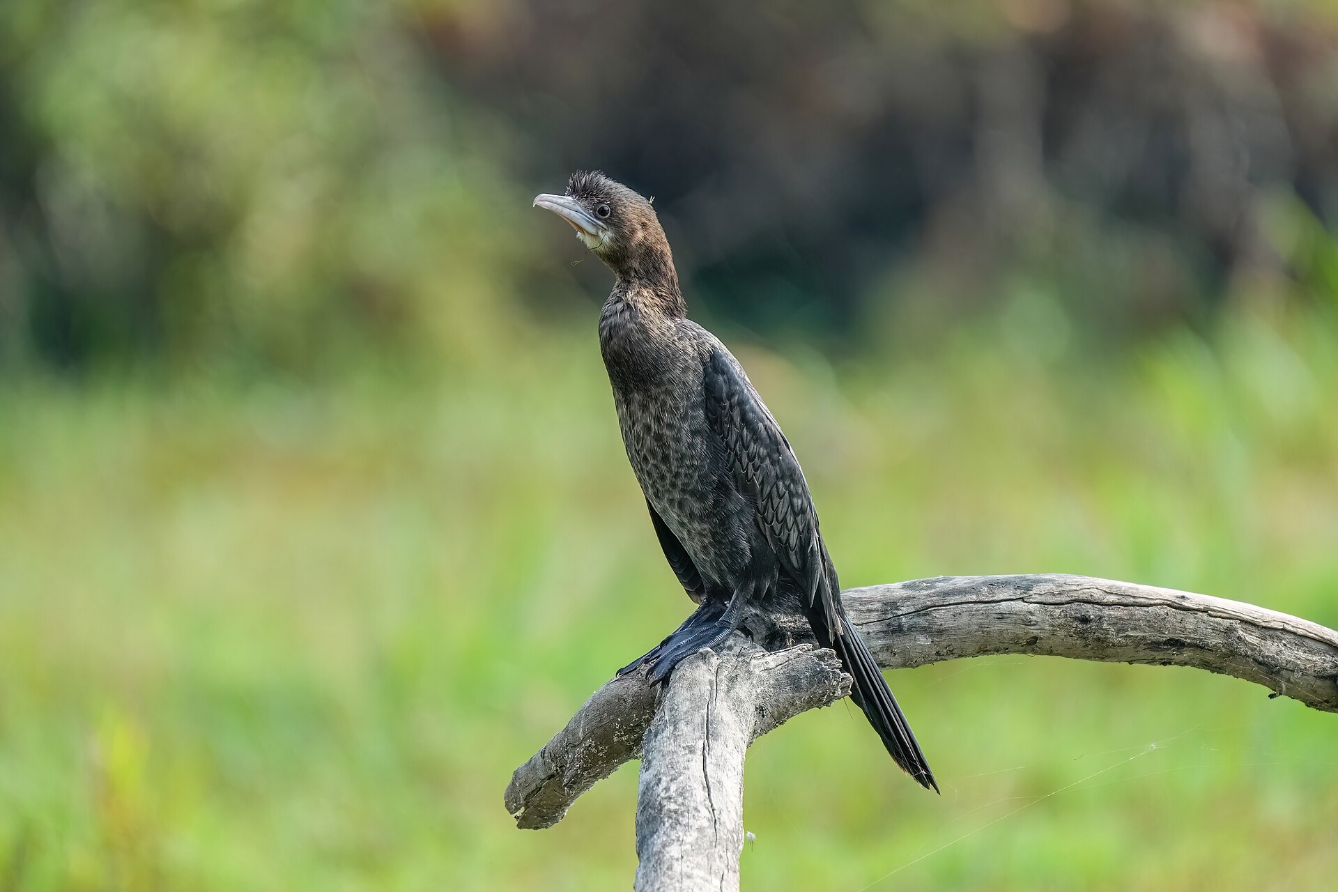 Cormorant (Phalacrocorax carbo)