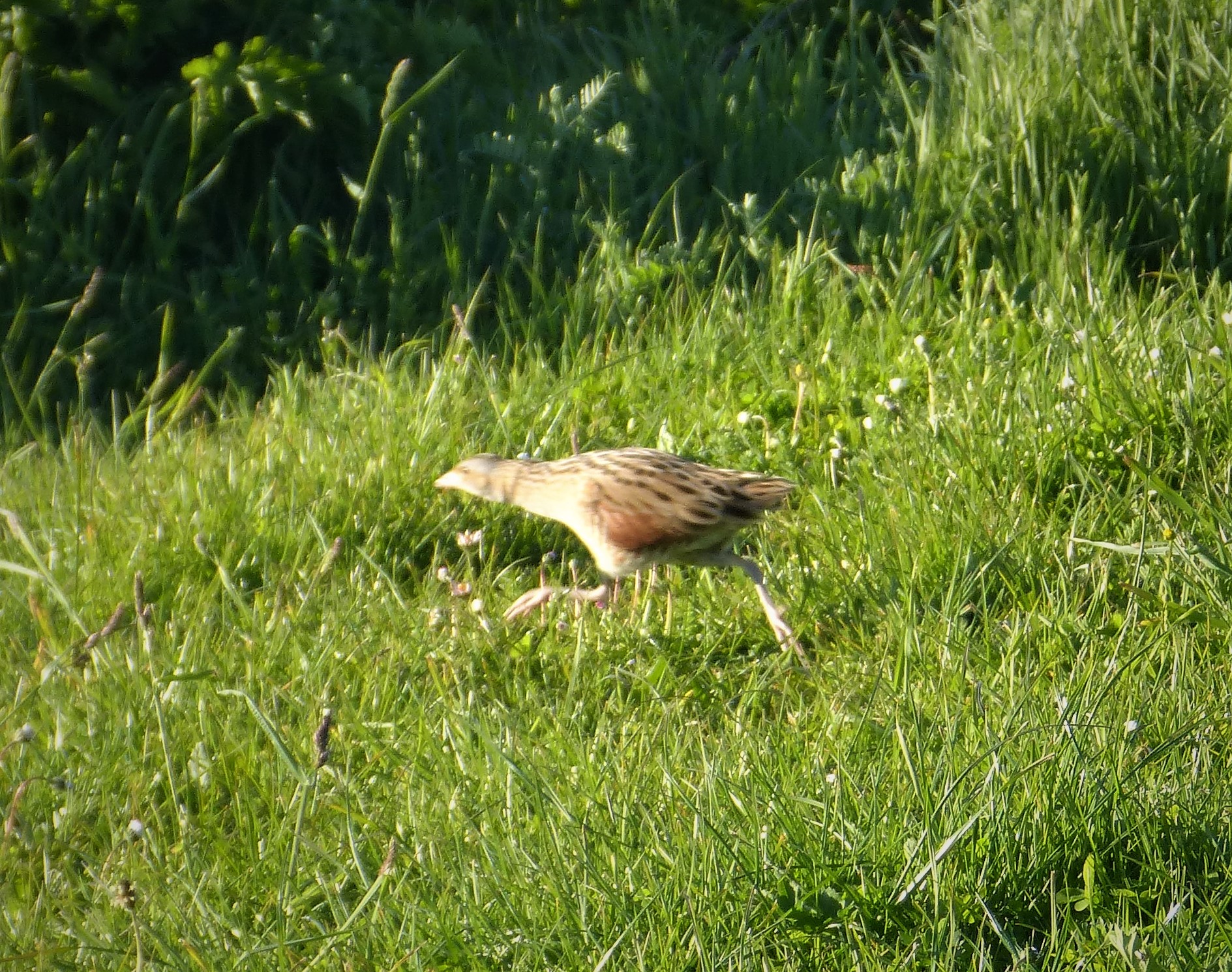 Corncrake (Crex crex)