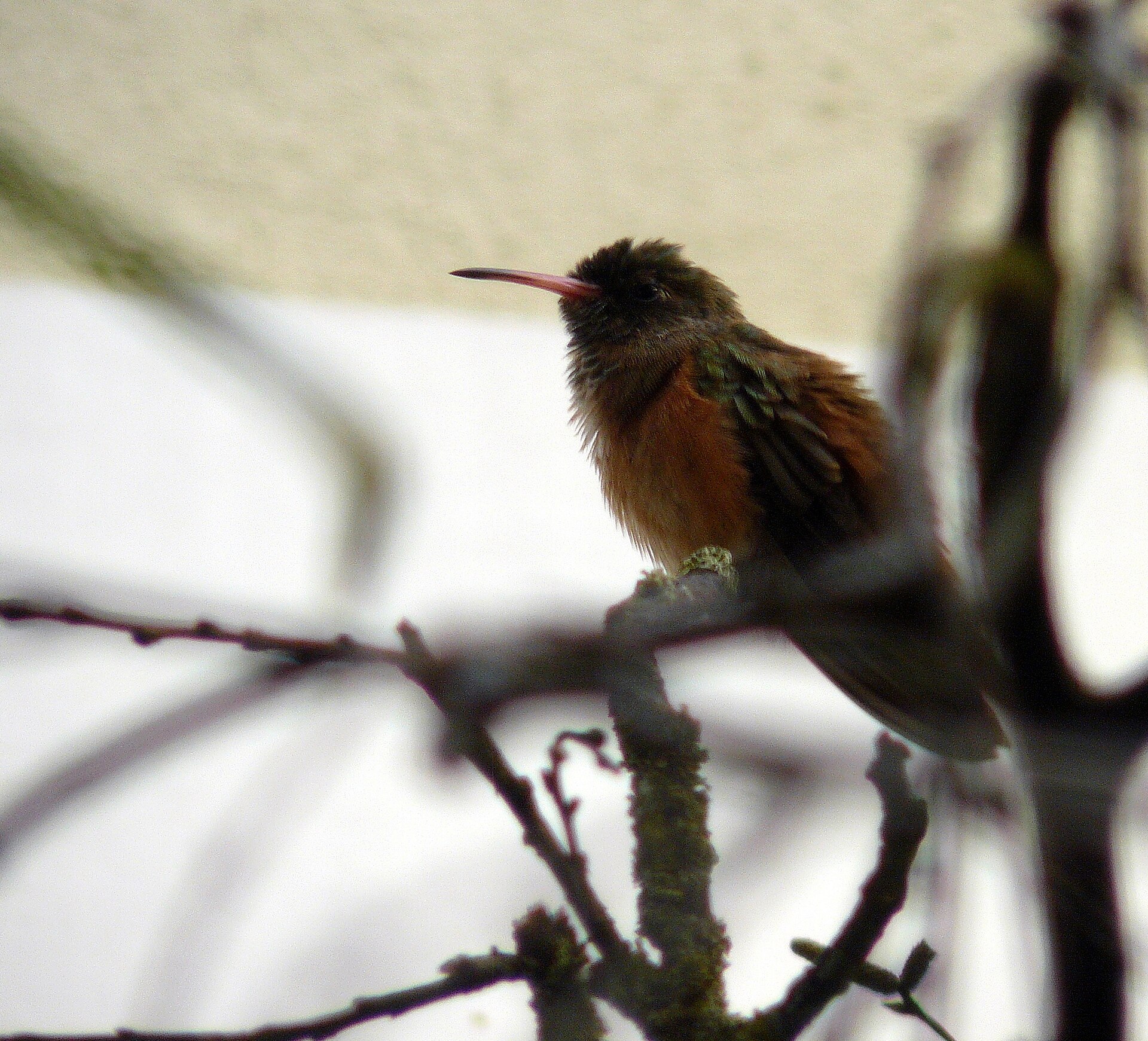 Costas Hummingbird (Amazilia amazilia)