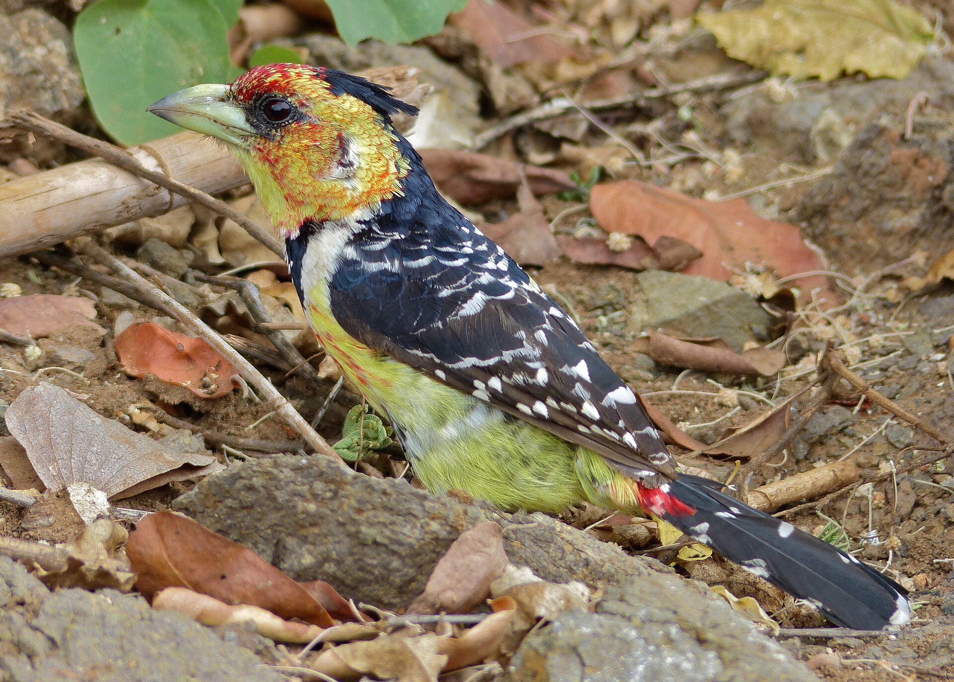 Crested Barbet (Trachyphonus vaillantii)