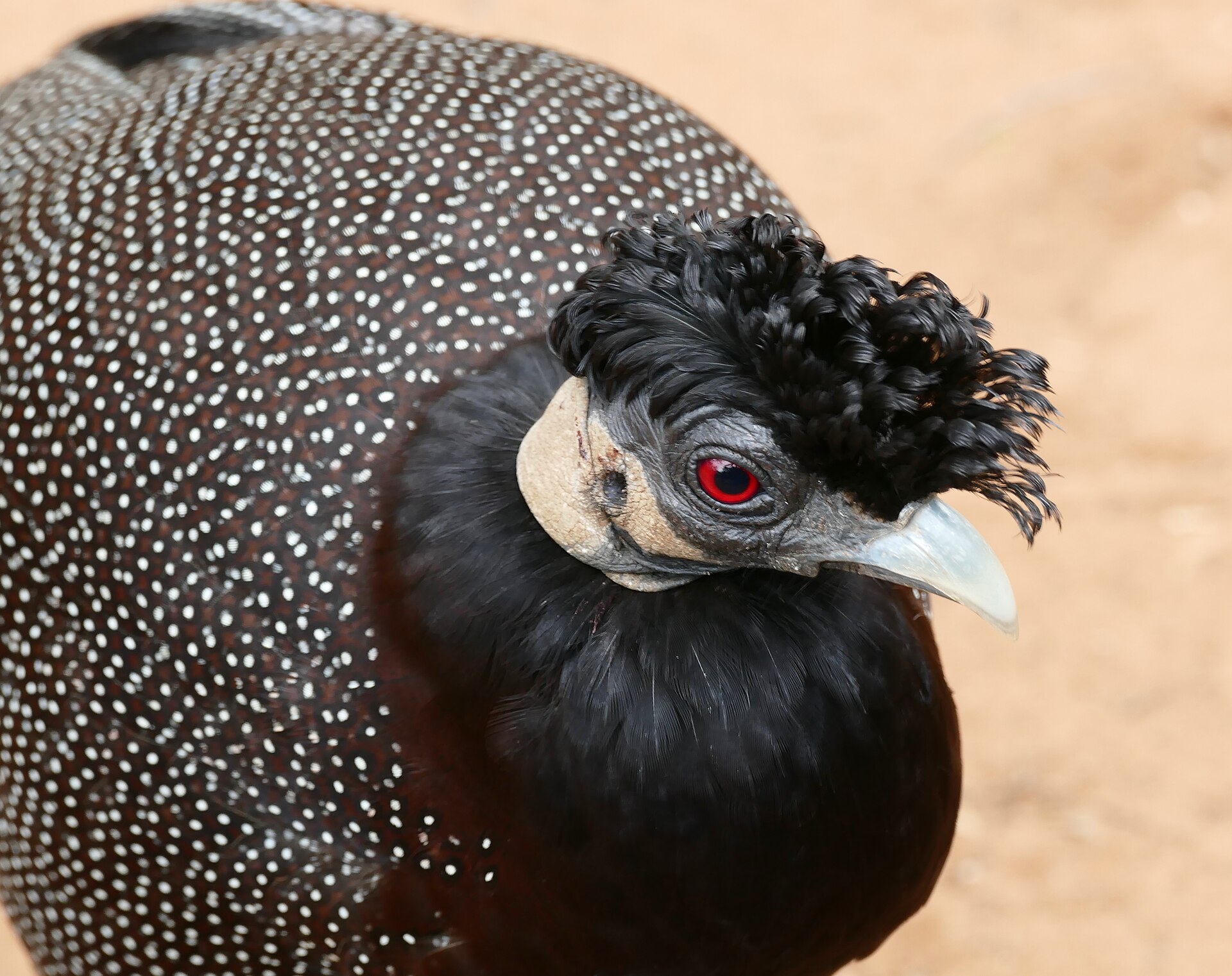 Crested Guineafowl (Guttera edouardi)