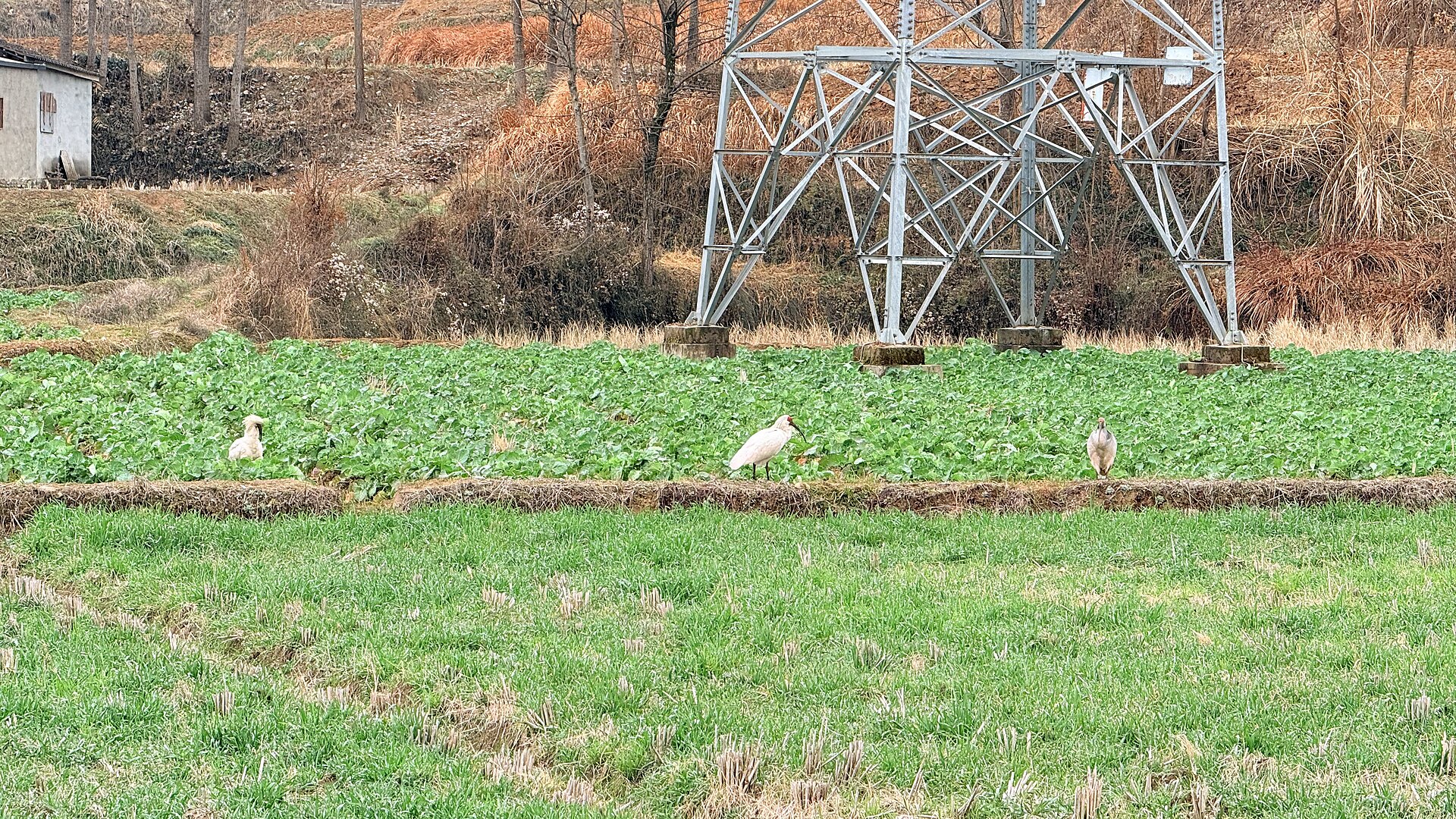 Crested Ibis (Nipponia nippon)