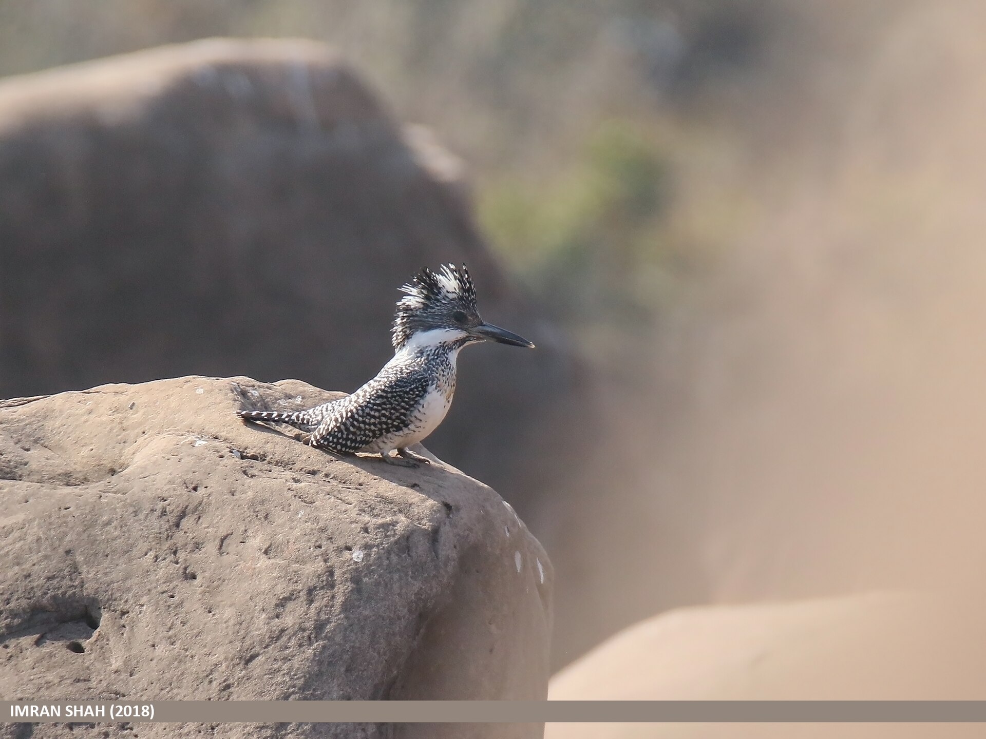 crested kingfisher