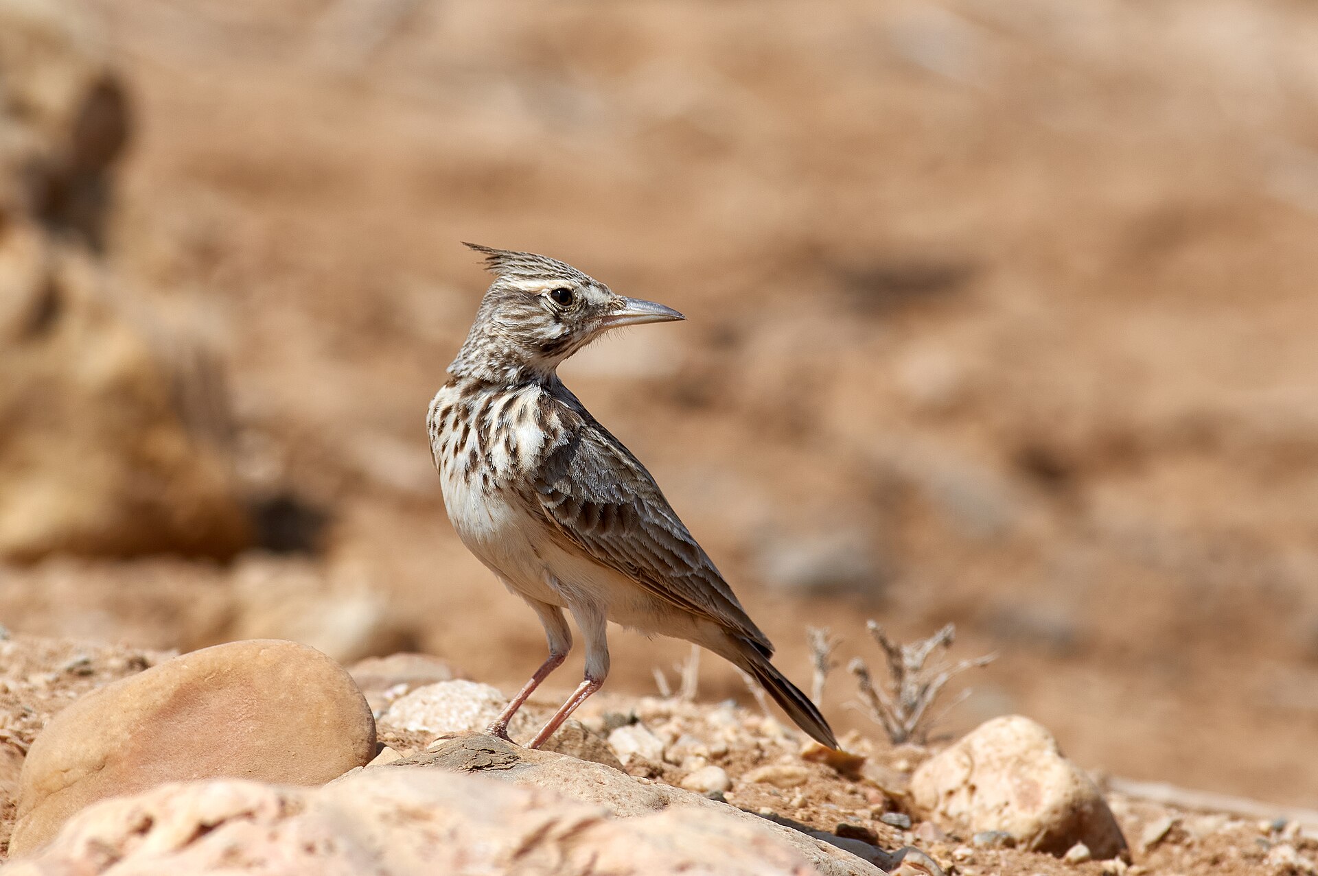 Crested Lark Crested Lark ()