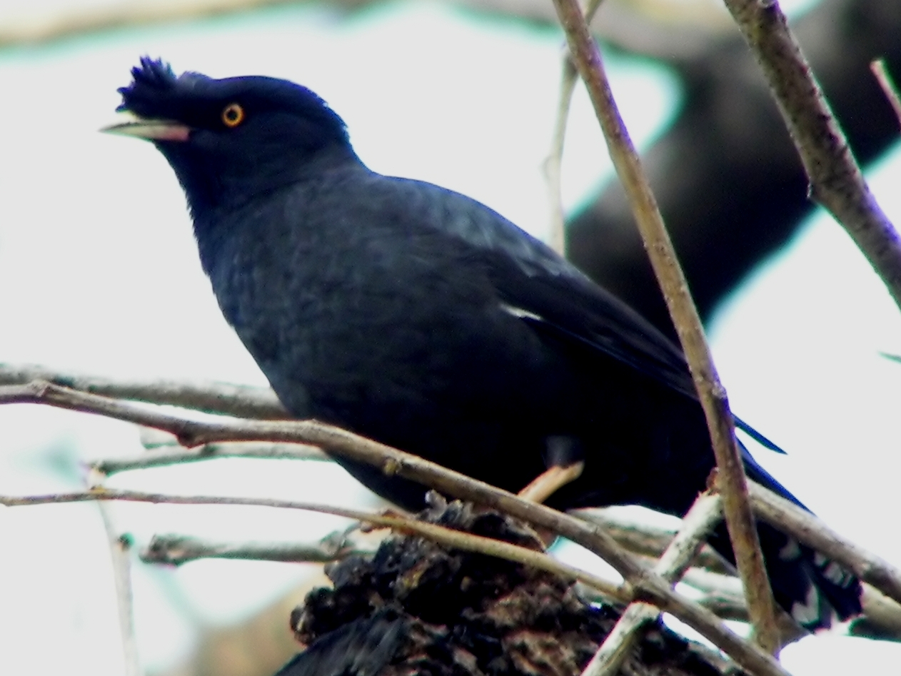 Crested Mynah (Acridotheres cristatellus)