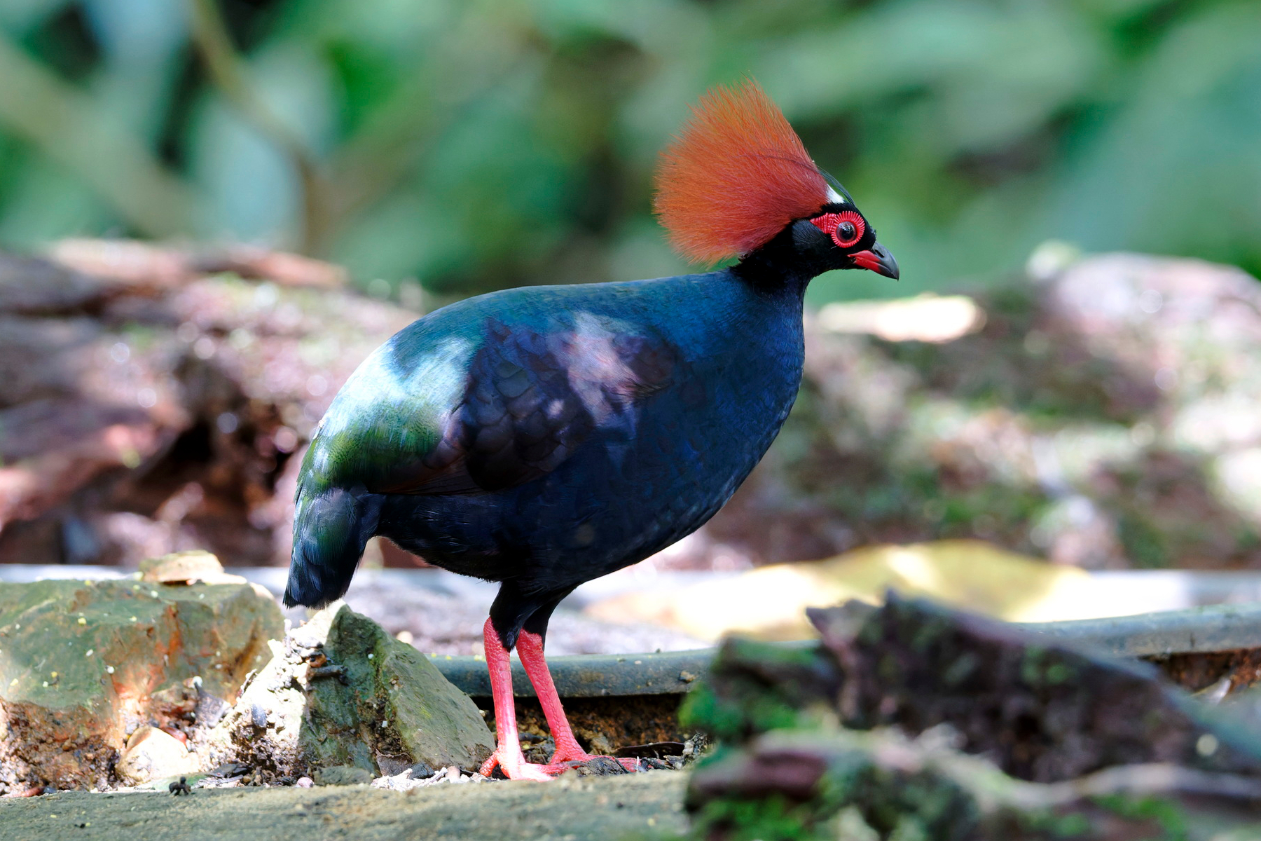 Crested Partridge (Rollulus rouloul)
