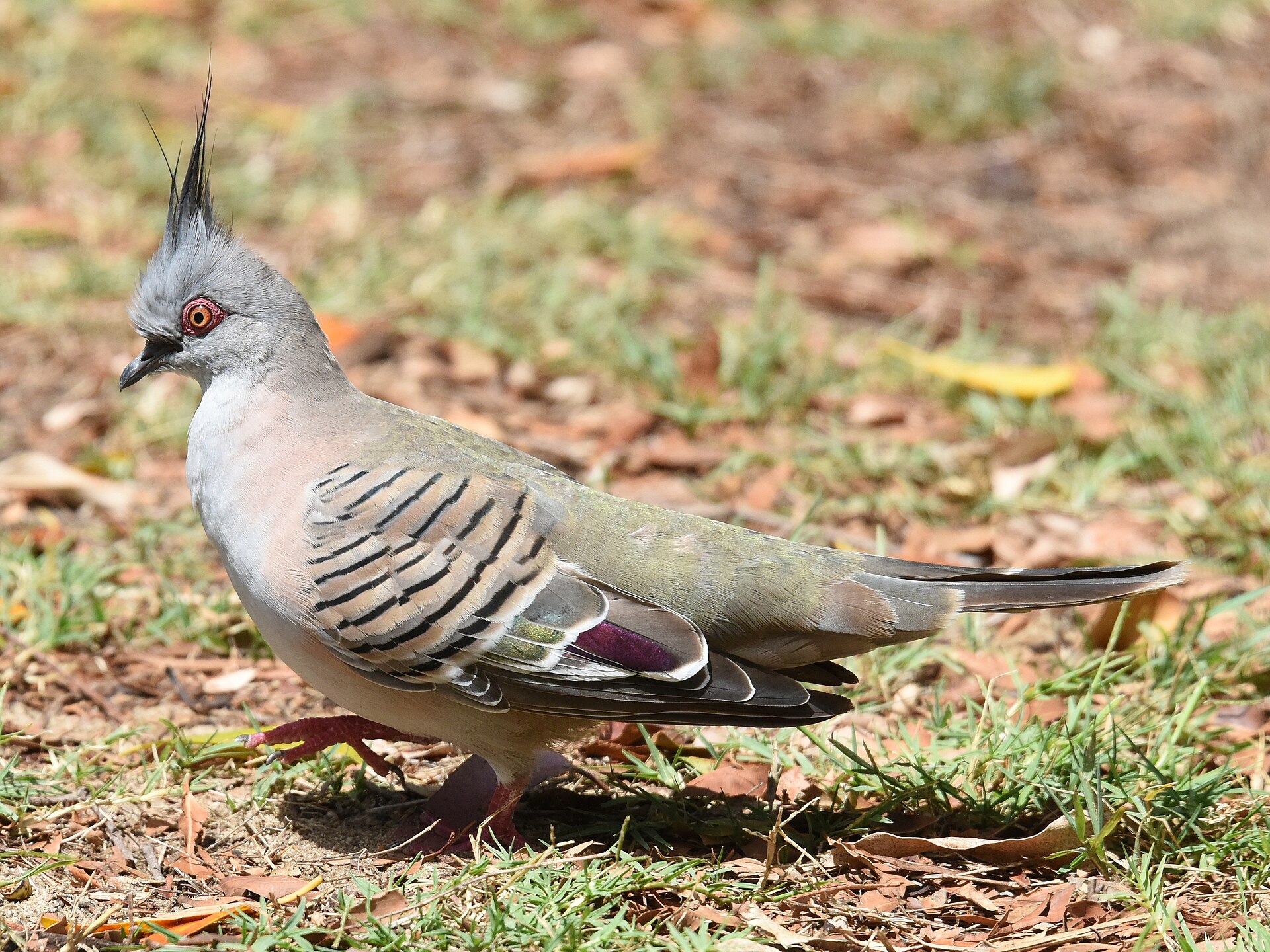 Crested Pigeon Crested Pigeon (Ocyphaps lophotes)
