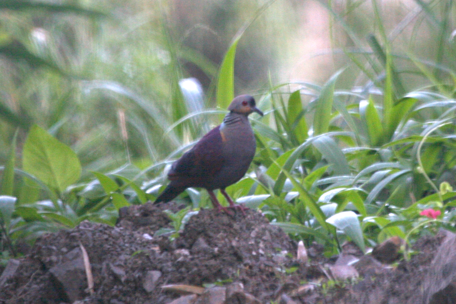 Crested Quail-dove (Geotrygon versicolor)