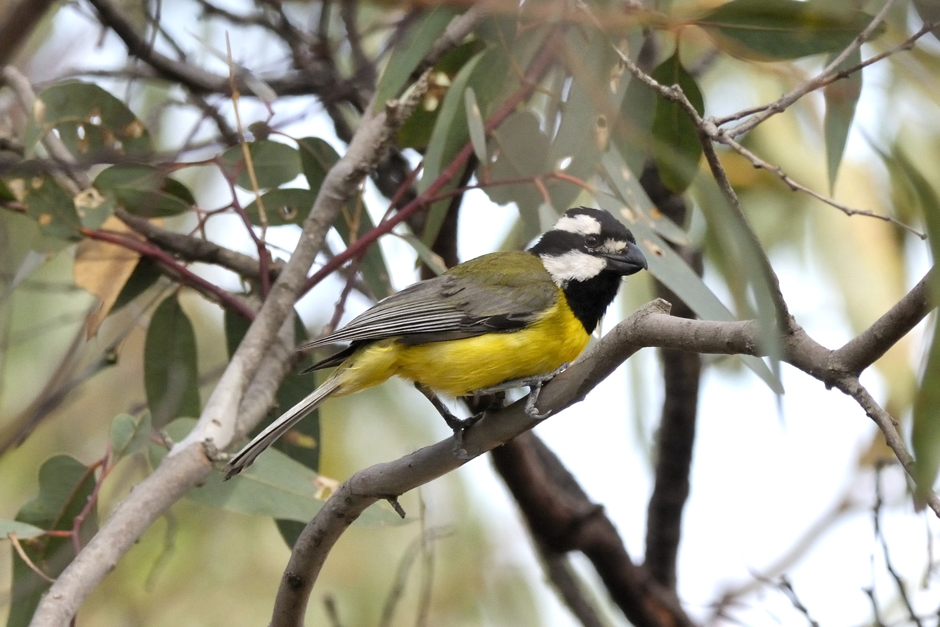 Crested Shrike-Tit (Falcunculus frontatus)