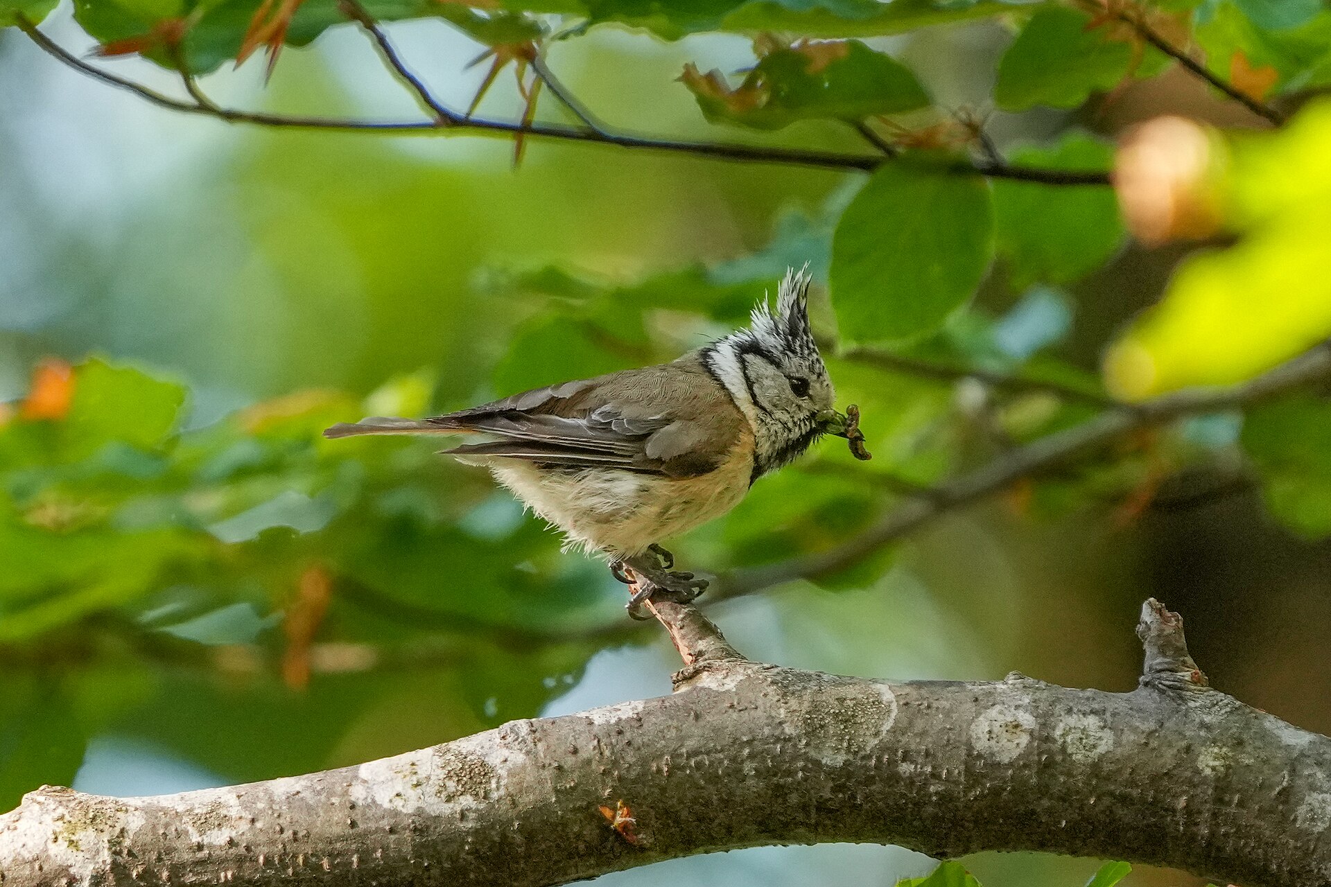 Crested Tit ()