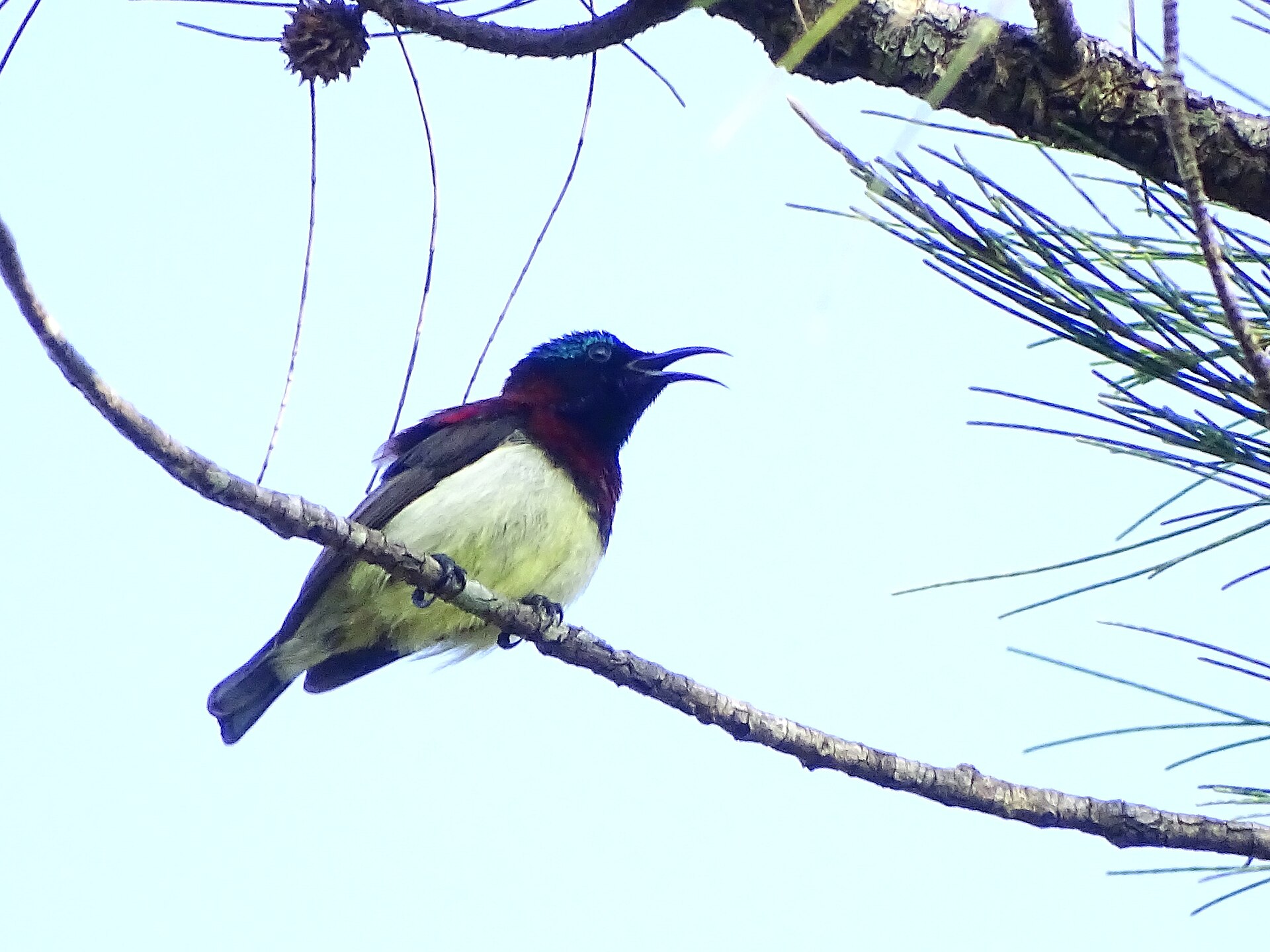 Crimson-backed Sunbird (Leptocoma minima)