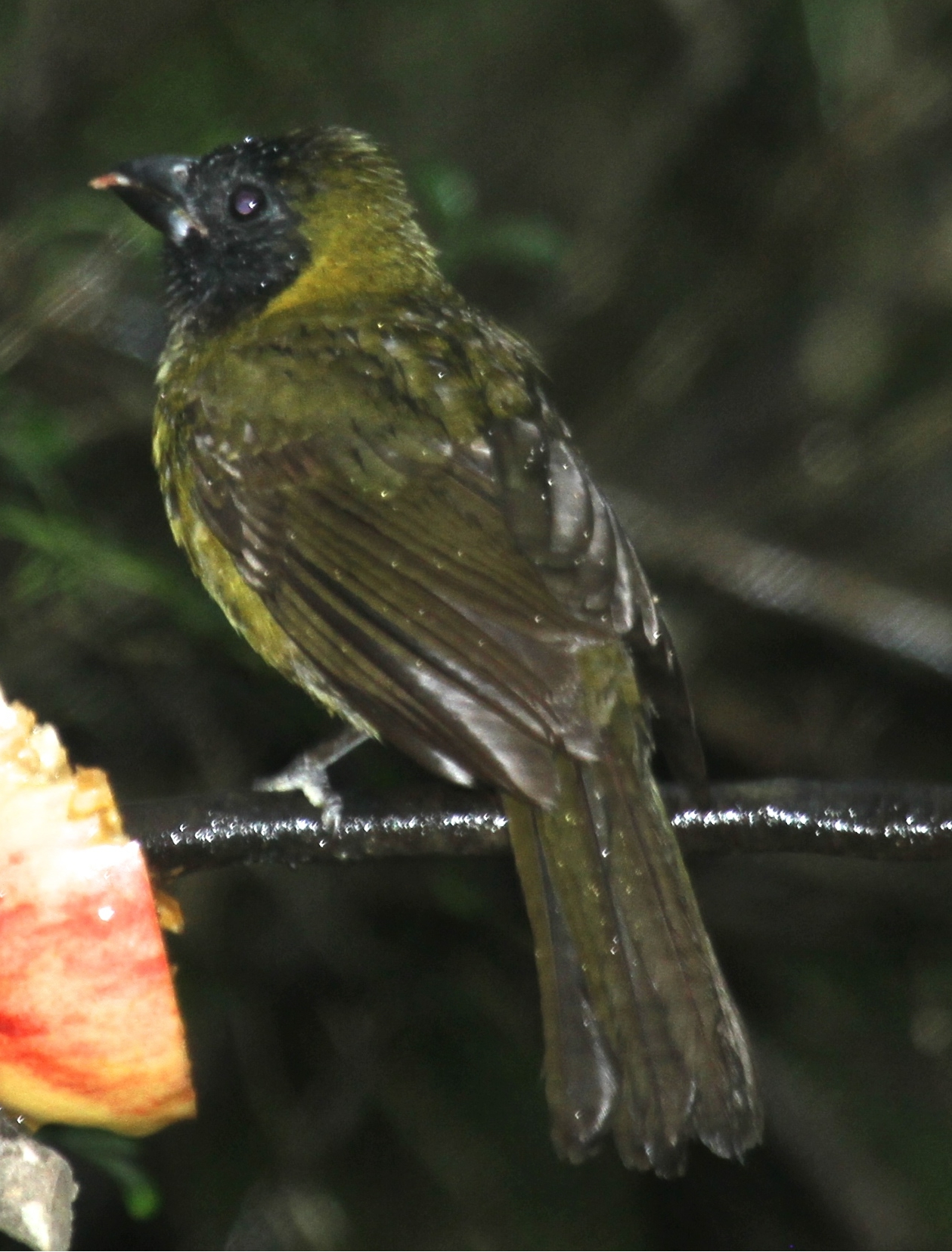 crimson collared grosbeak