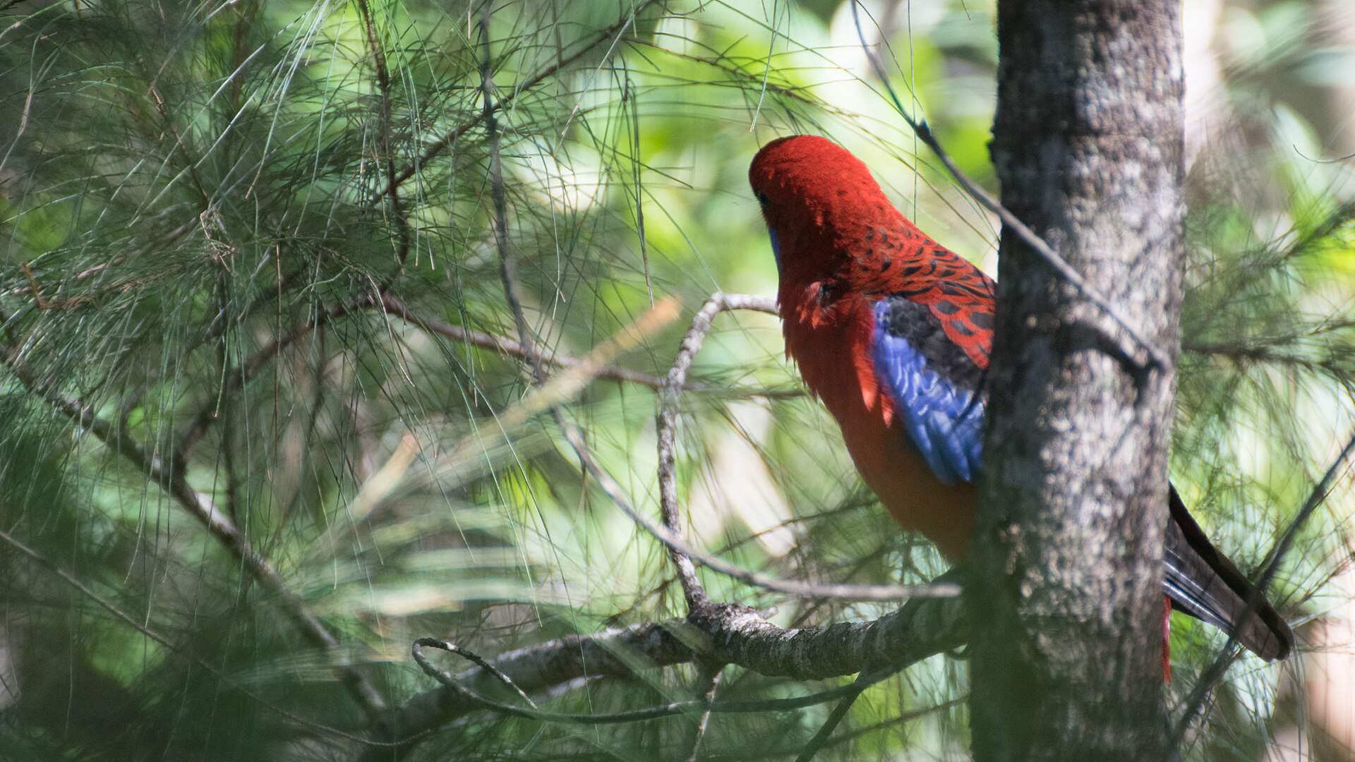 Crimson Rosella Crimson Rosella (Platycercus elegans)