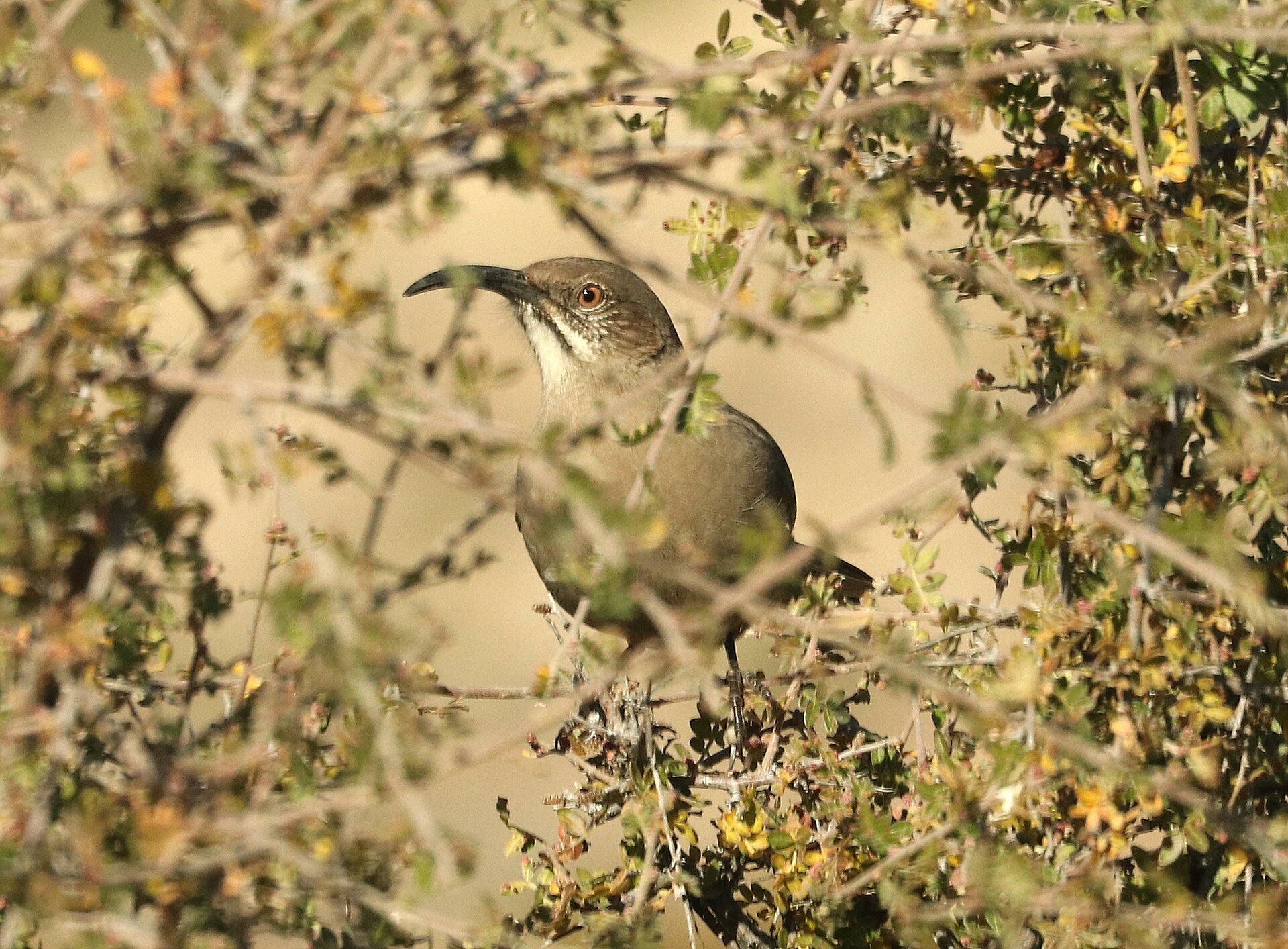Crissal Thrasher Crissal Thrasher (Toxostoma crissale)