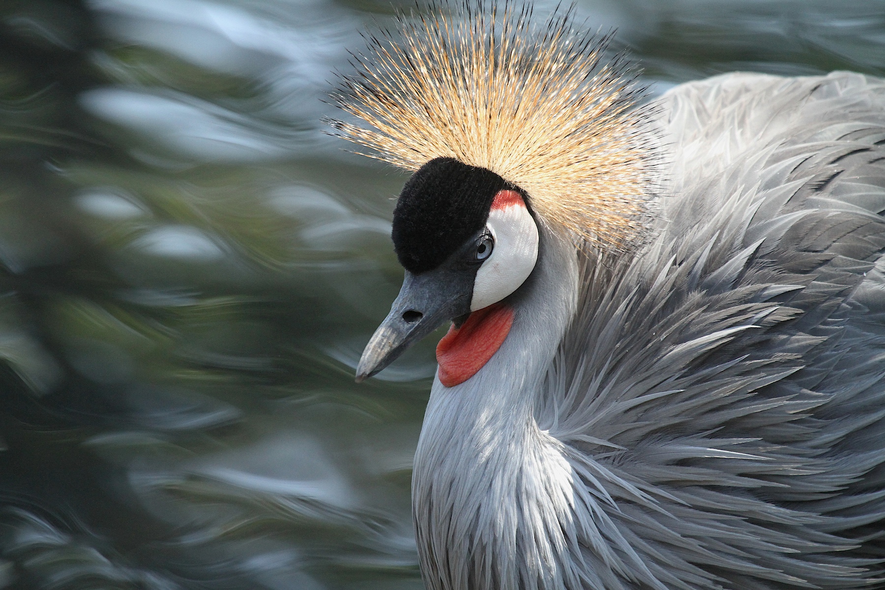 Crowned Crane (Balearica regulorum)