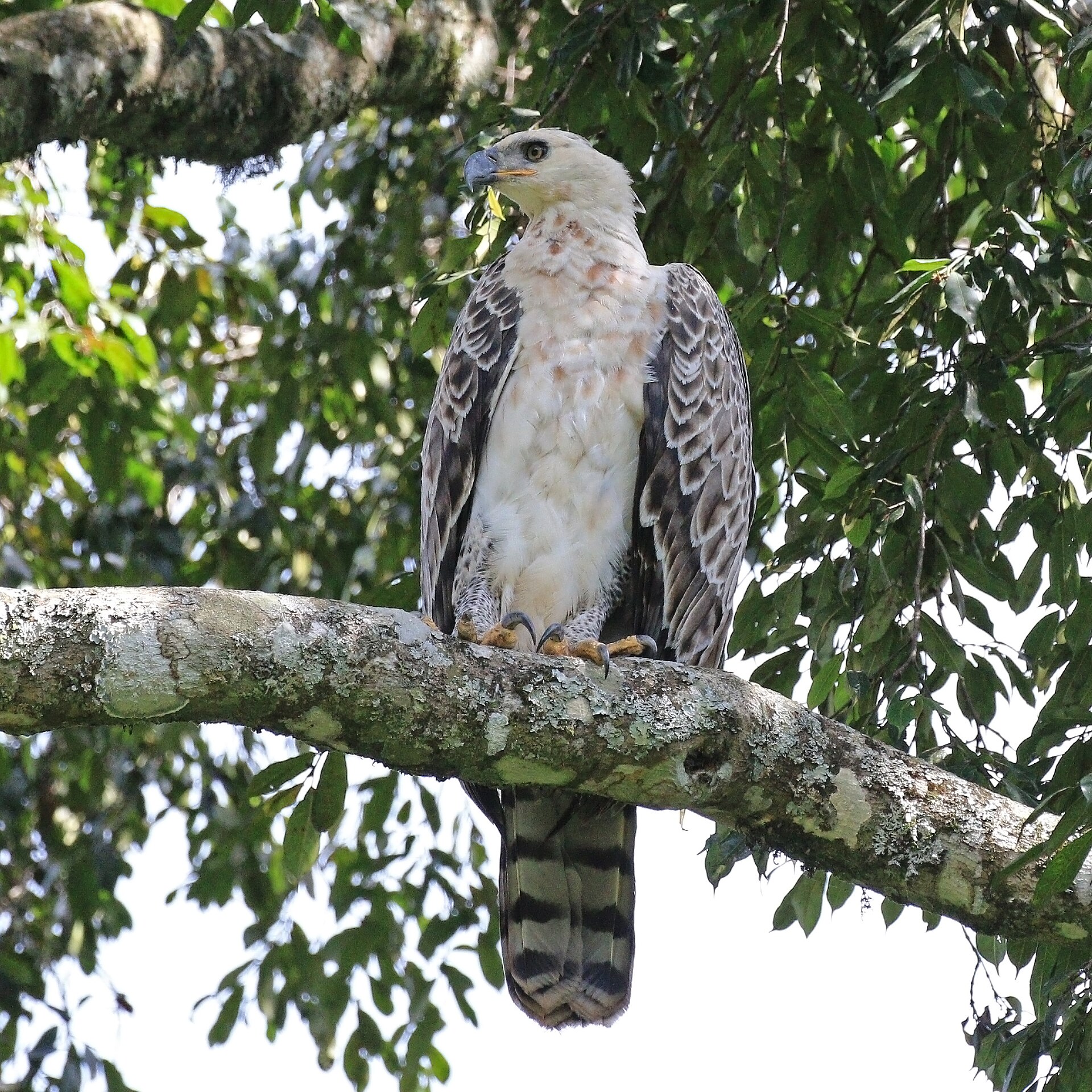 Crowned Eagle (Stephanoaetus coronatus)