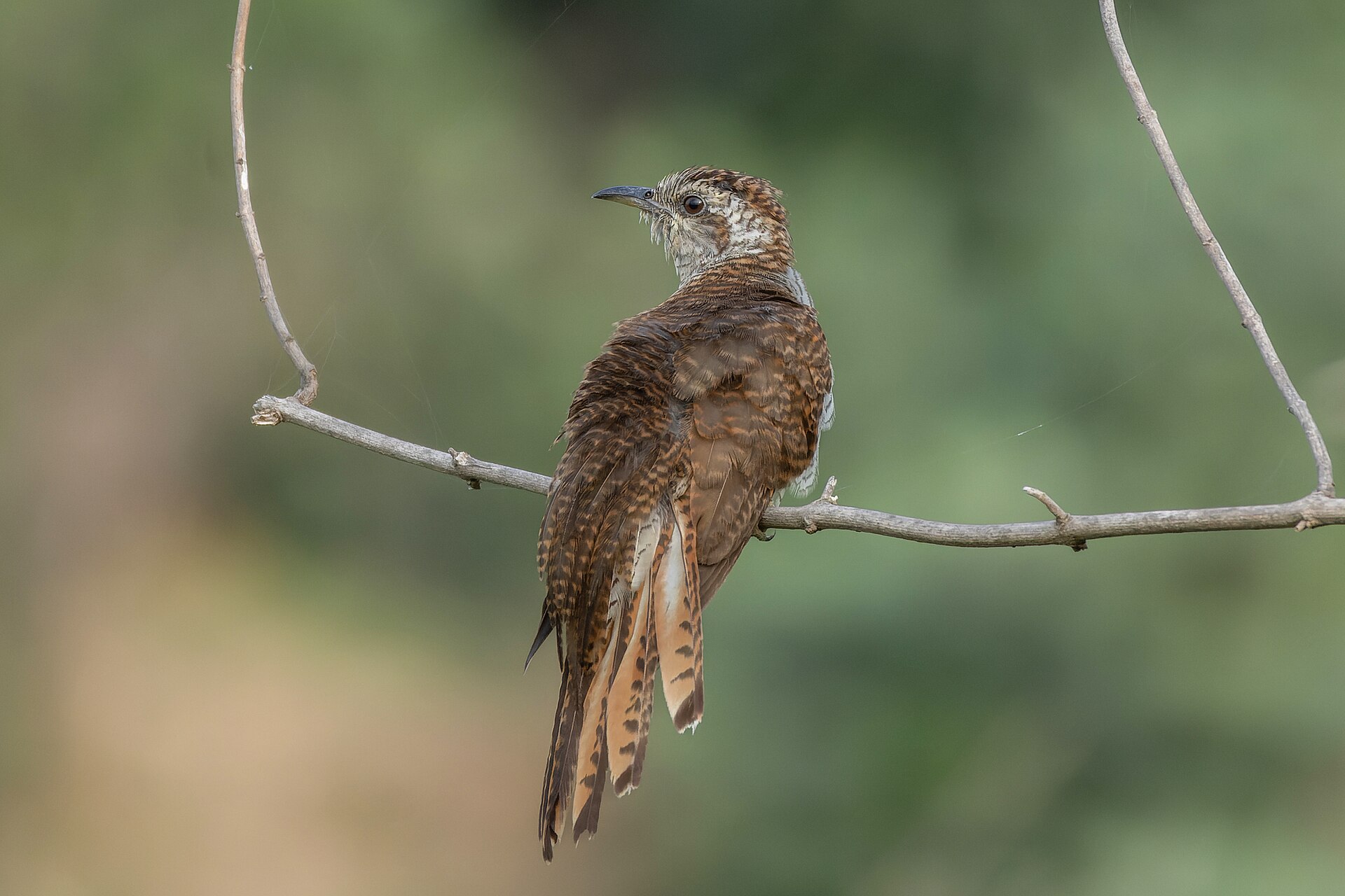 Cuckoo Cuckoo (Chrysococcyx cupreus)