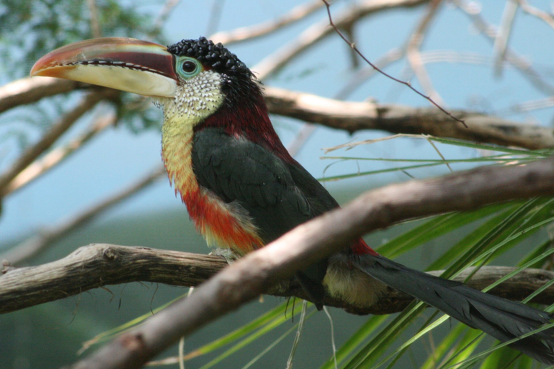 Curl-Crested Aracari Curl-Crested Aracari ()