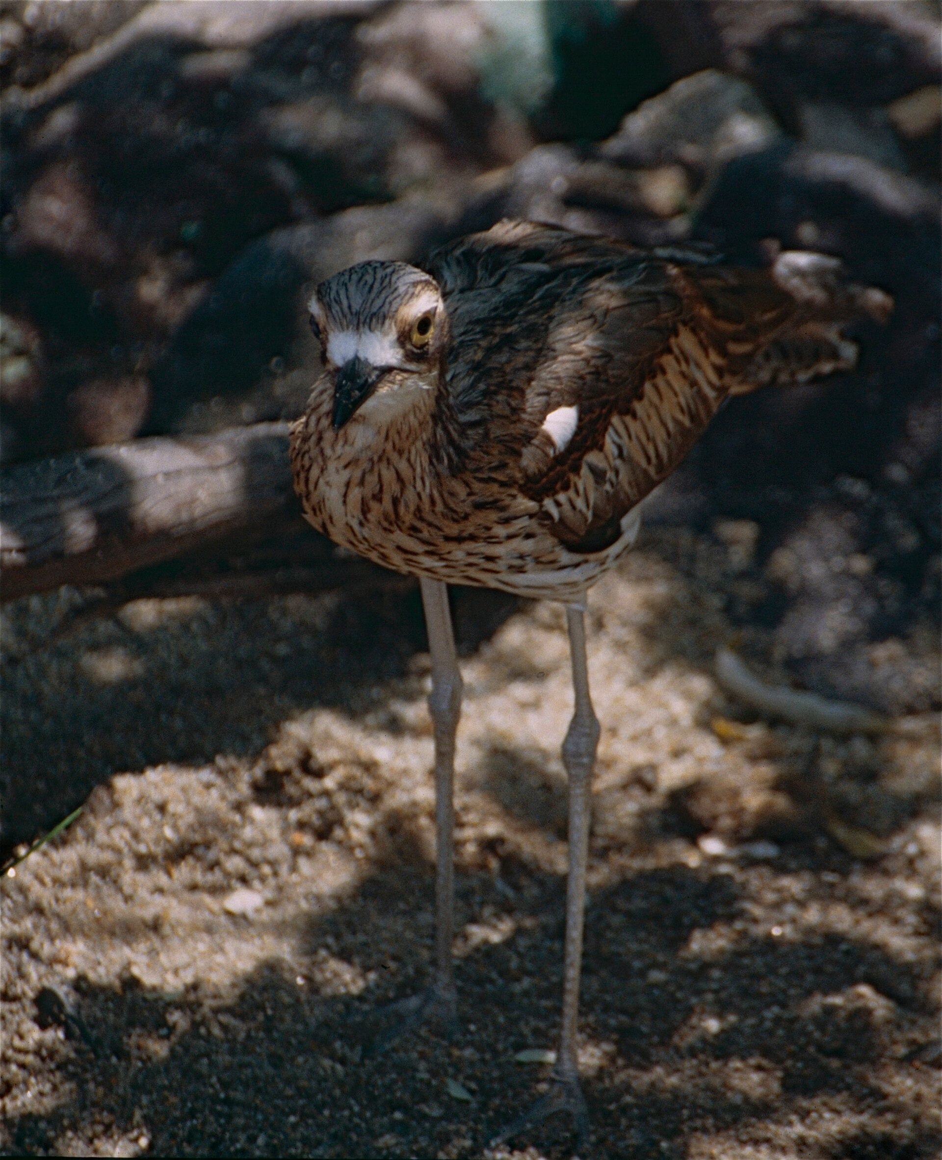 Curlew Habitat Curlew Habitat (Esacus recurvirostris)