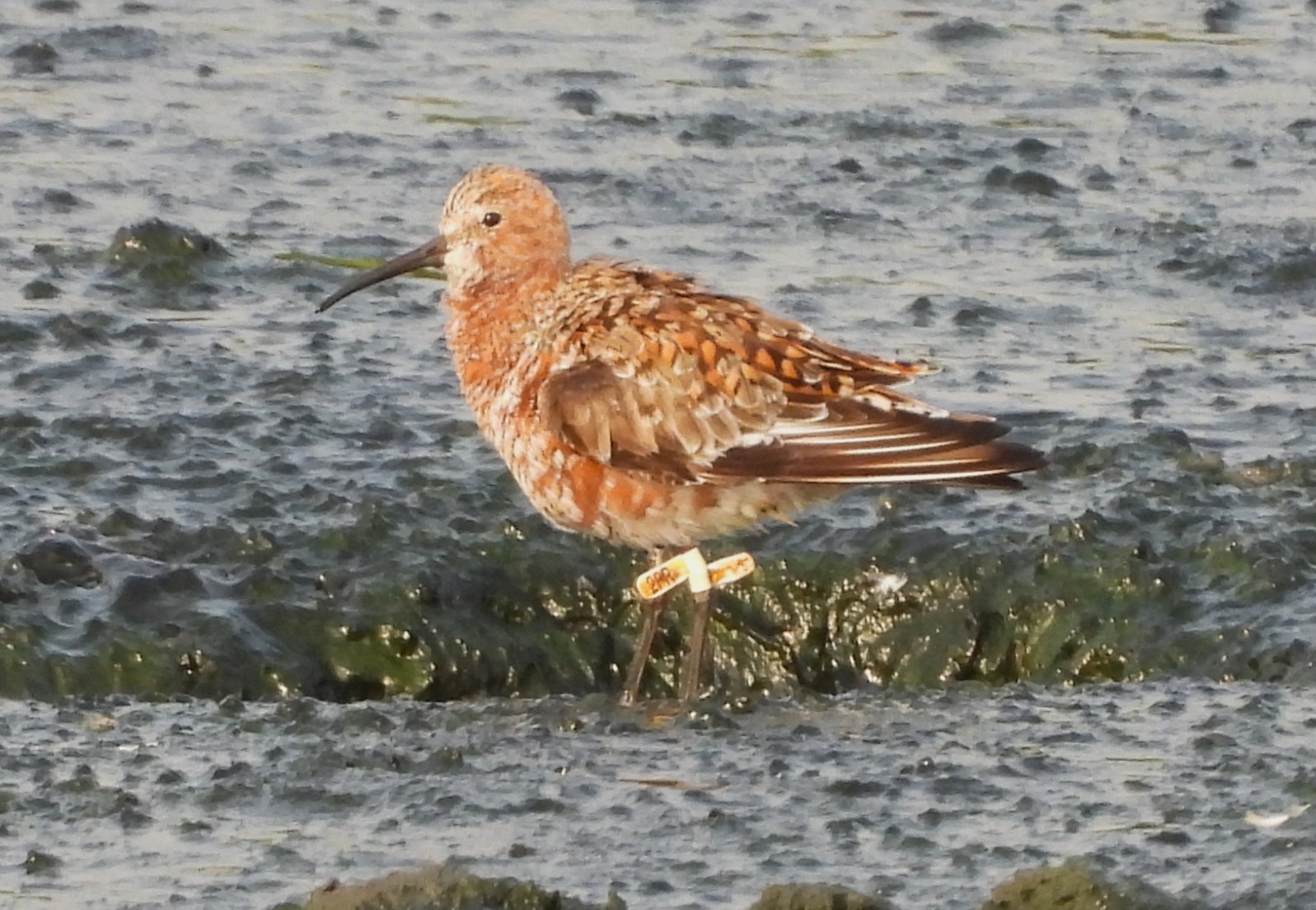 Curlew Sandpiper Curlew Sandpiper ()
