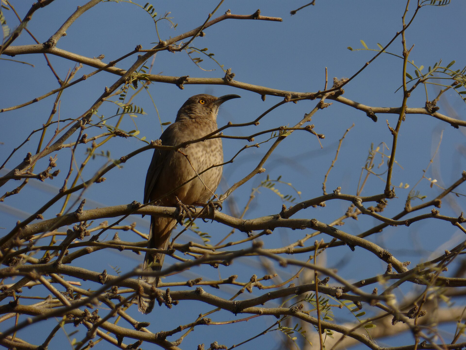Curve-billed Thrasher Curve-billed Thrasher (Toxostoma curvirostre)