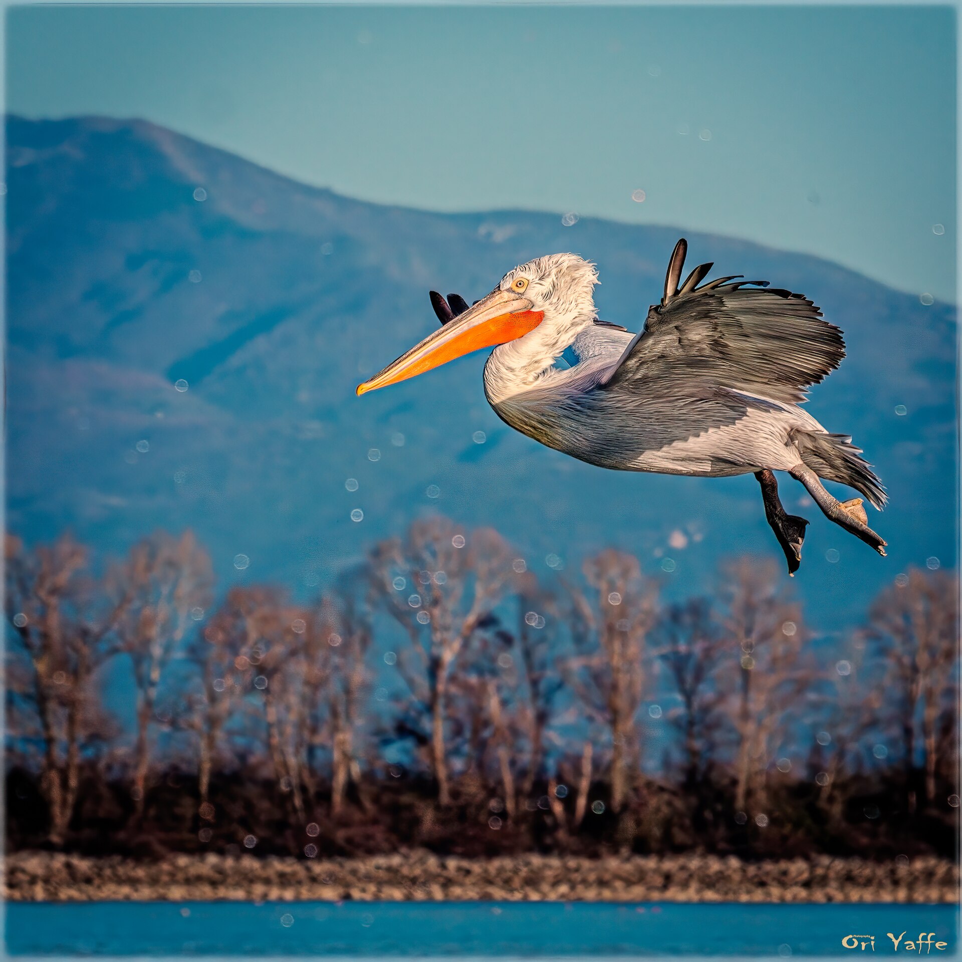 Dalmatian Pelican (Pelecanus crispus)