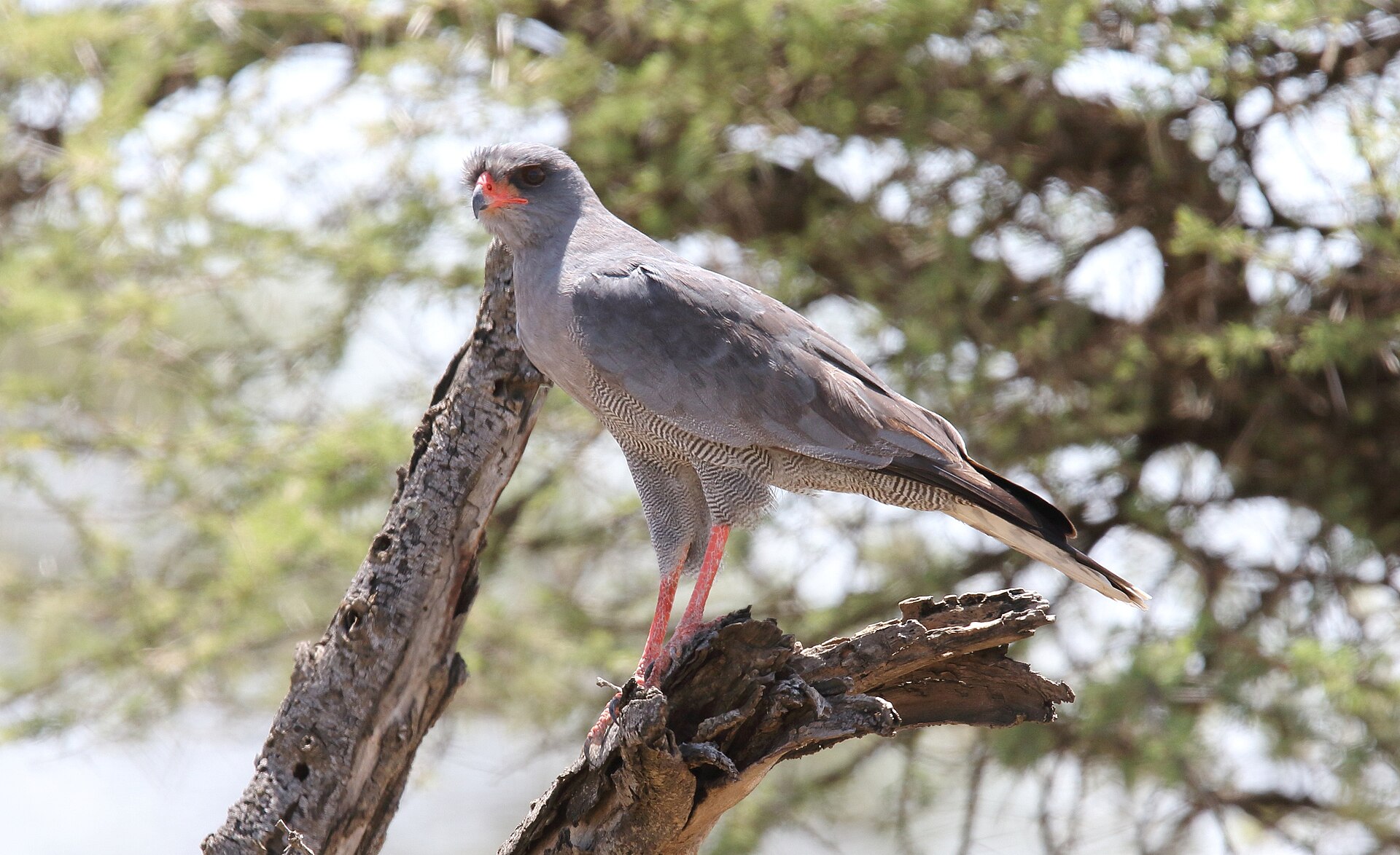 Dark Chanting Goshawk Dark Chanting Goshawk (Melierax metabates)