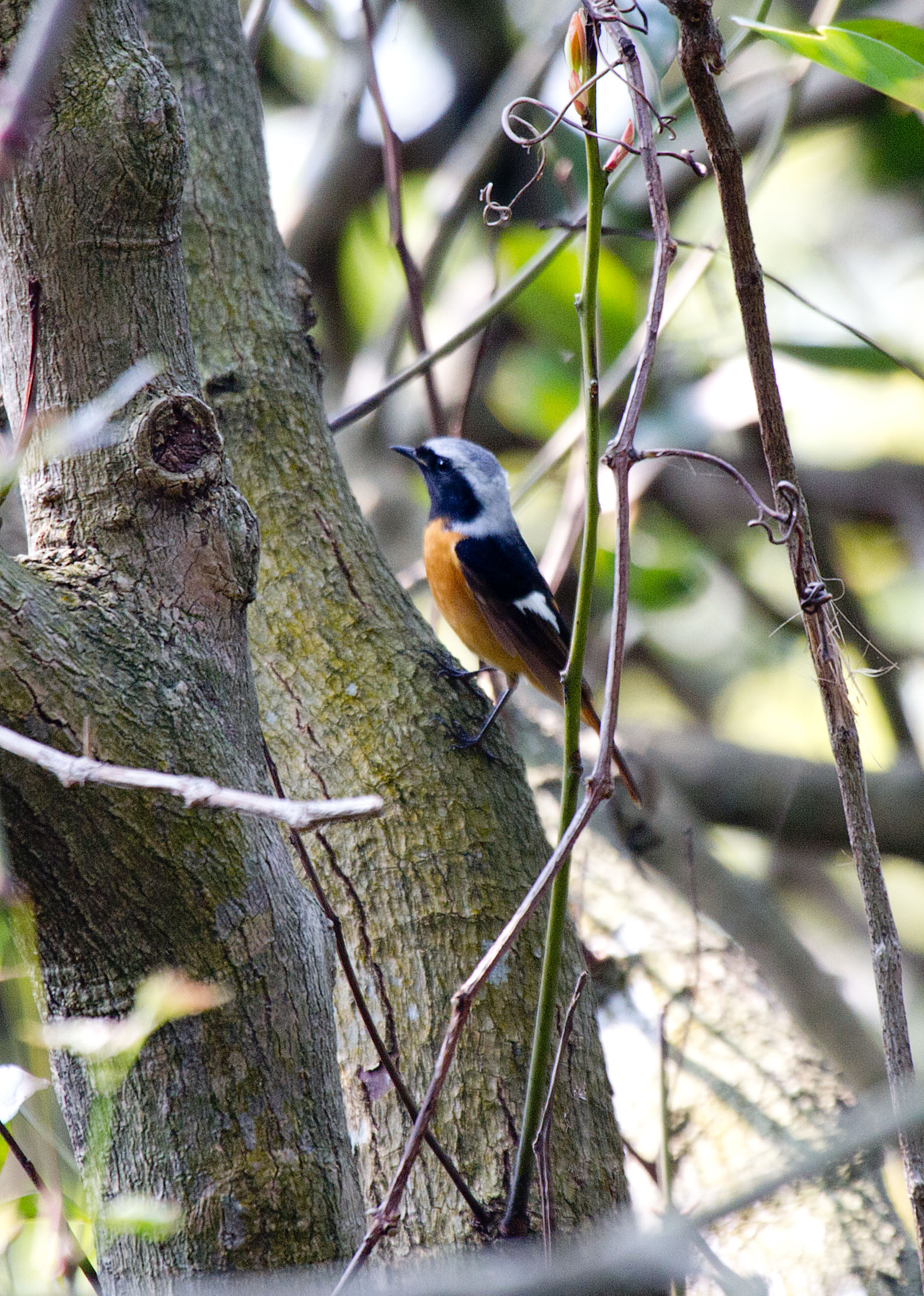 Daurian Redstart (Phoenicurus auroreus)