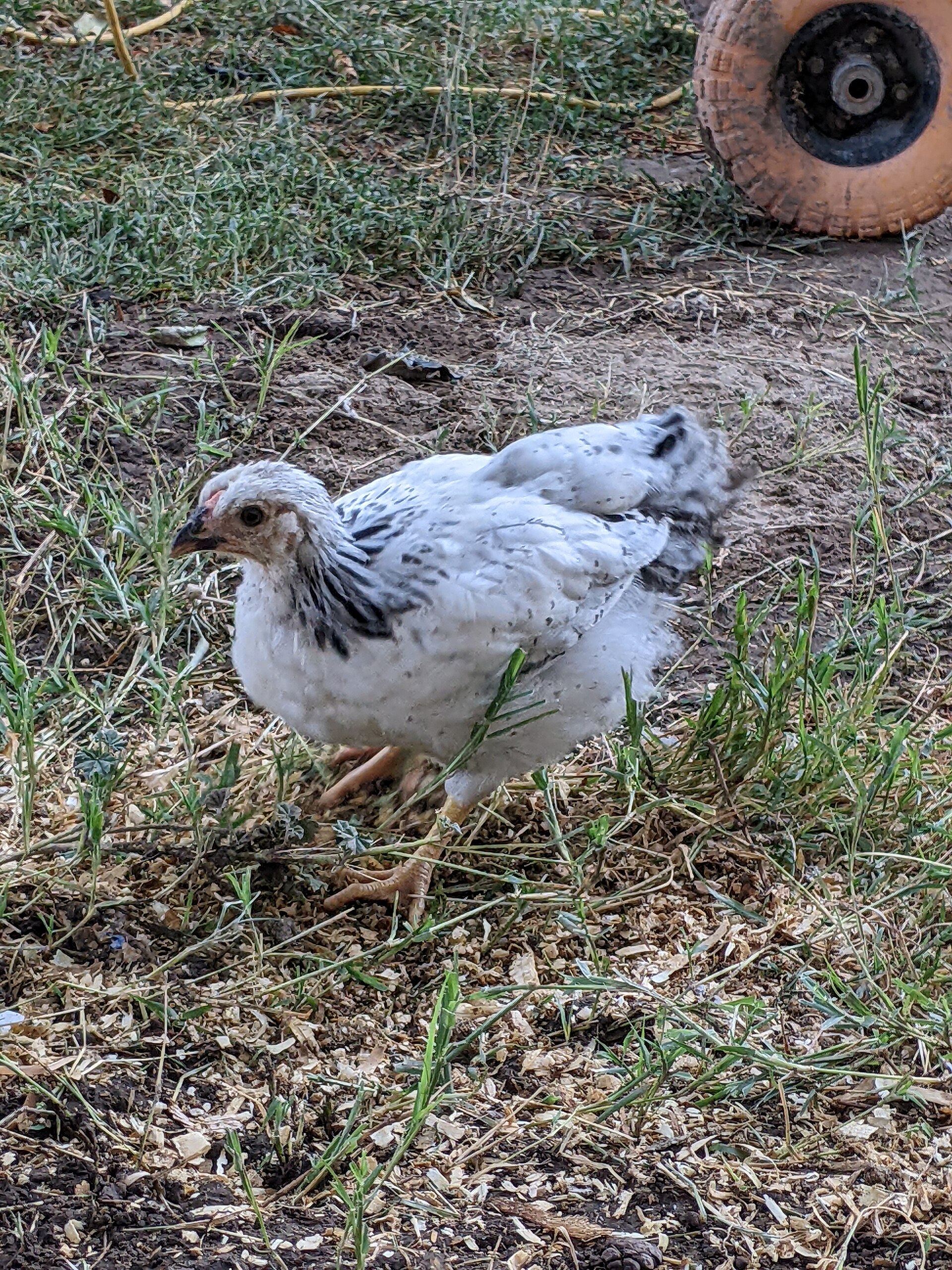 Delaware Chicken Delaware Chicken ()