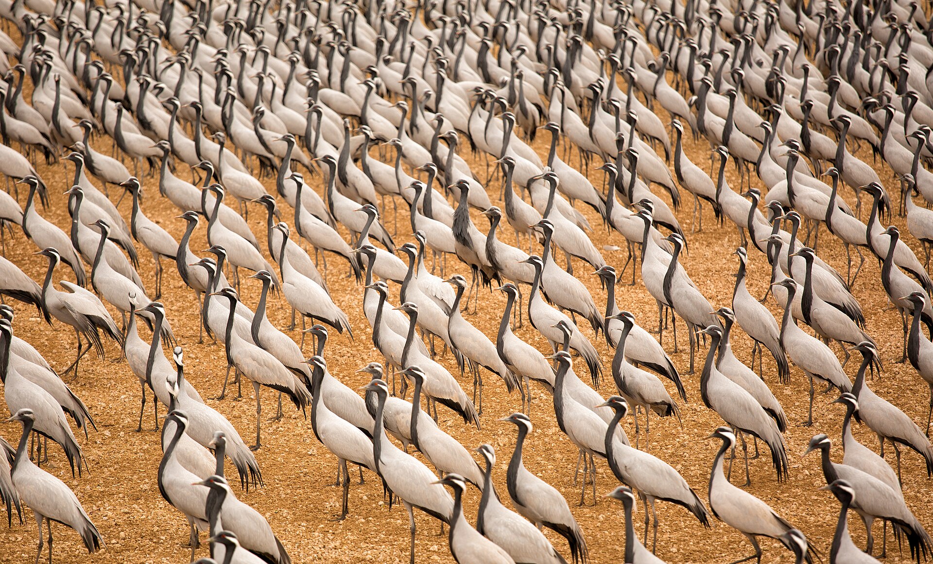 Demoiselle Crane Feature Demoiselle Crane Feature ()