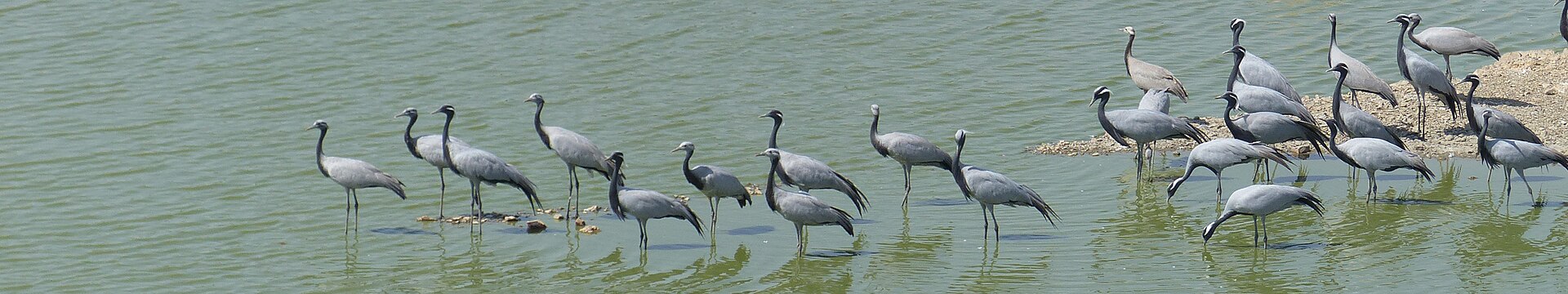 Demoiselle Crane ()