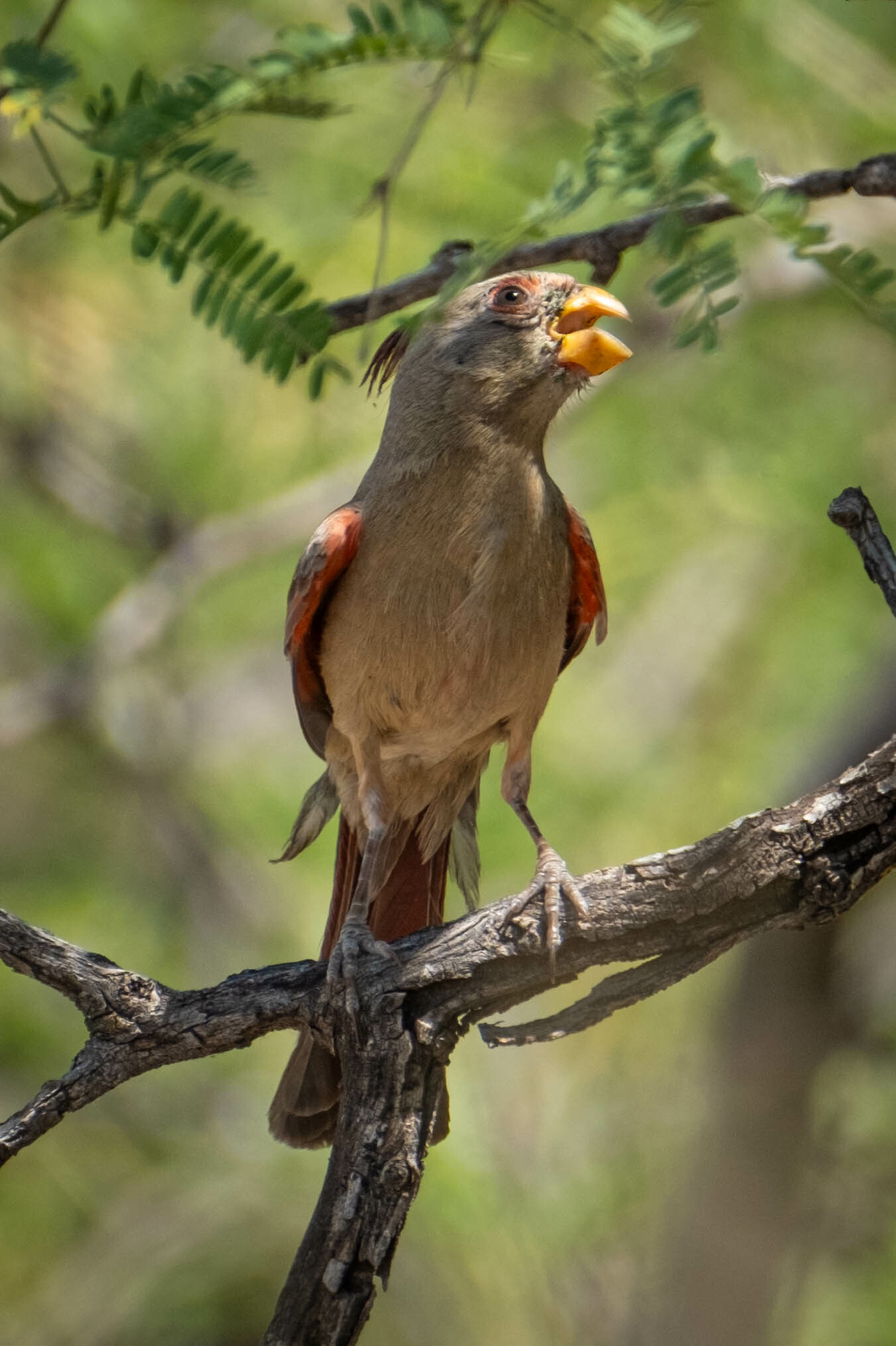 Desert Cardinal Desert Cardinal (Cardinalis sinuatus)