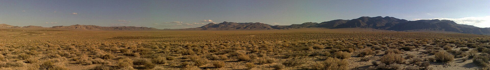 Desert Phoebe Desert Phoebe (Yucca schidigera)