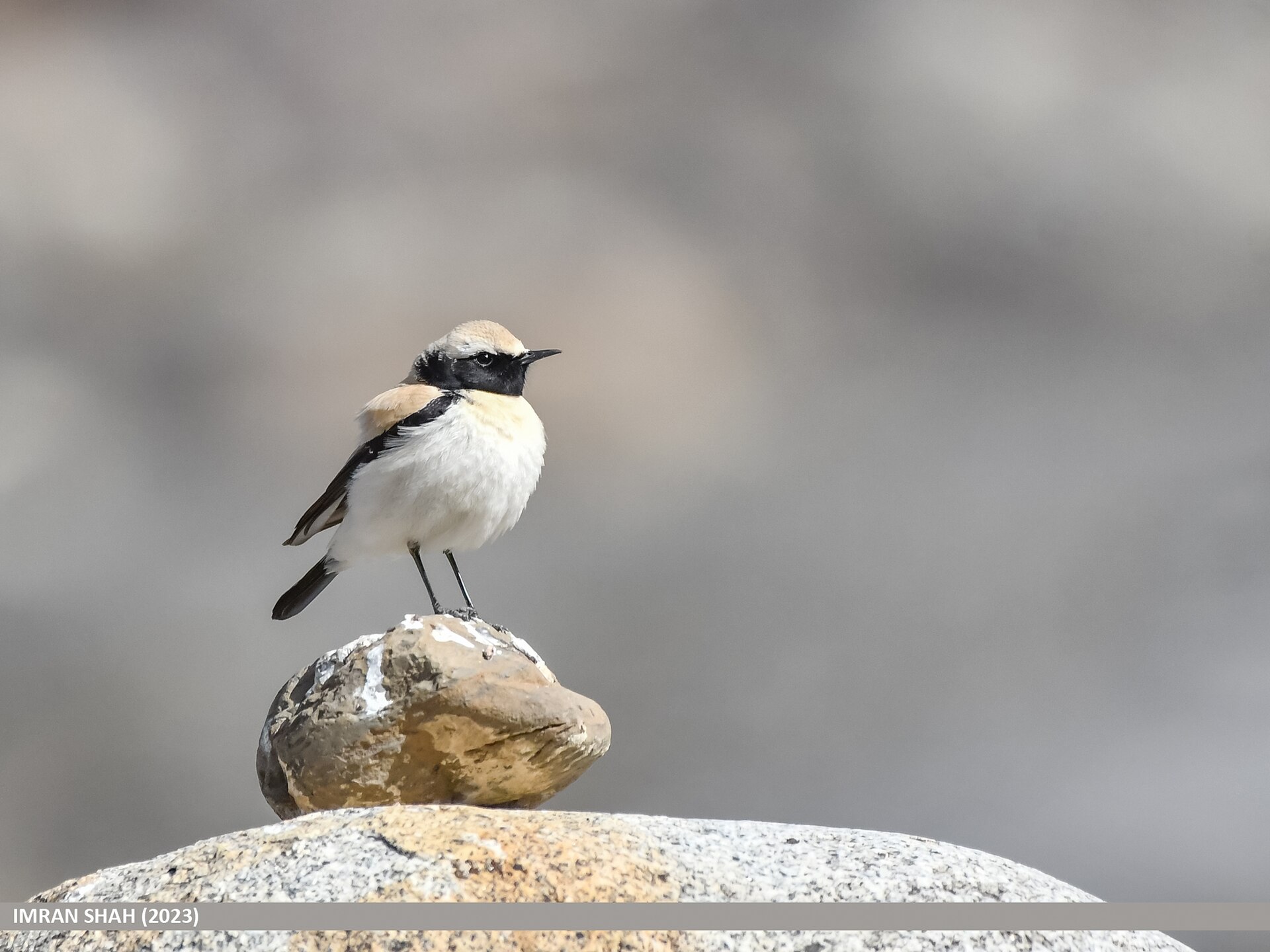 Desert Wheatear ()