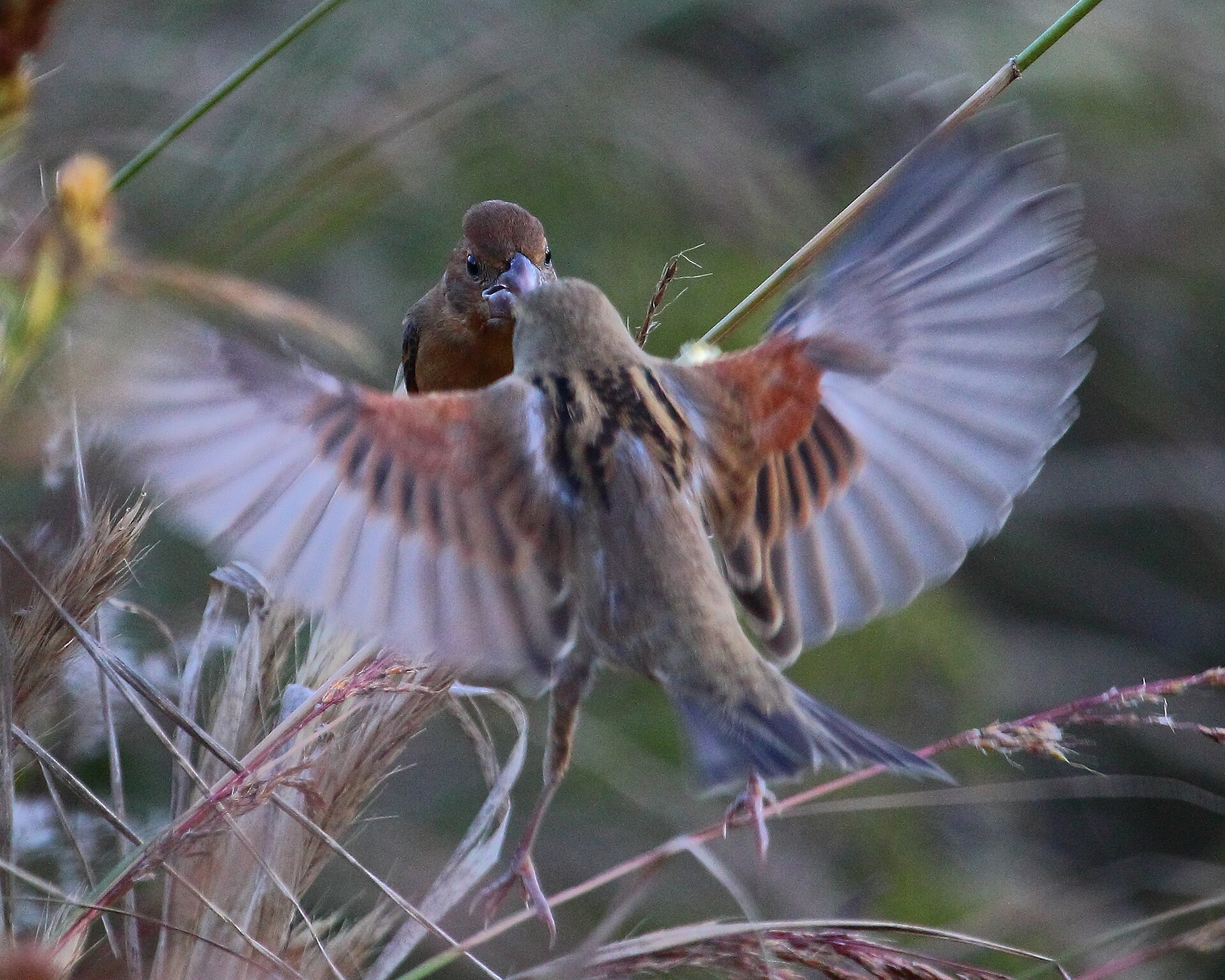 dickcissel grosbeak