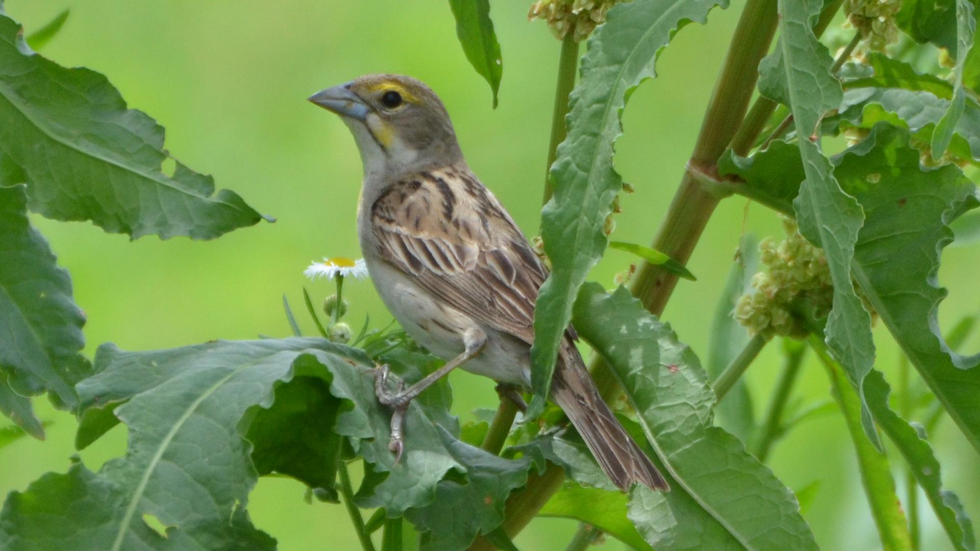 dickcissel
