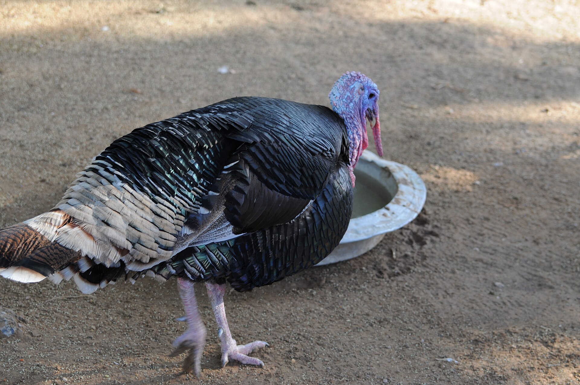 Distinctive Ocellated Turkey ()