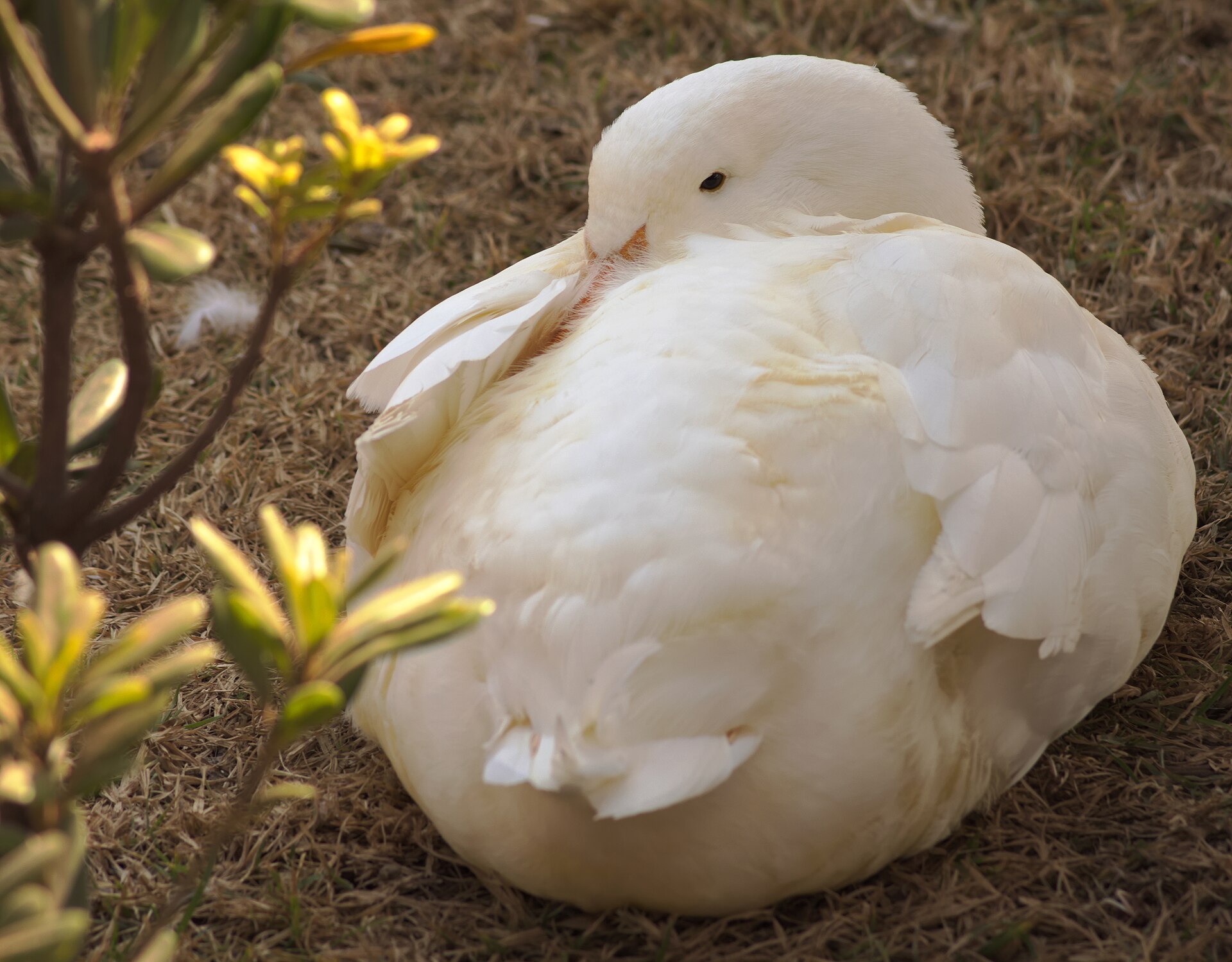 Domestic Duck ()