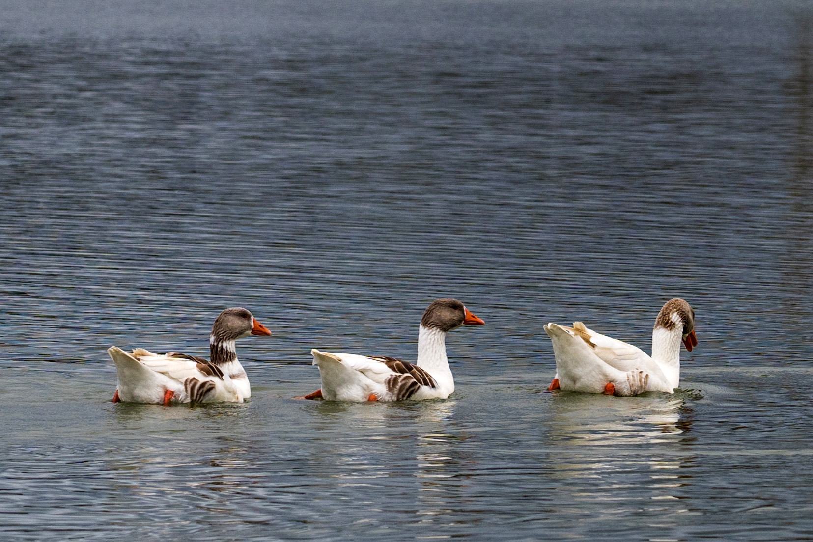 Domestic Geese (Anser domesticus)